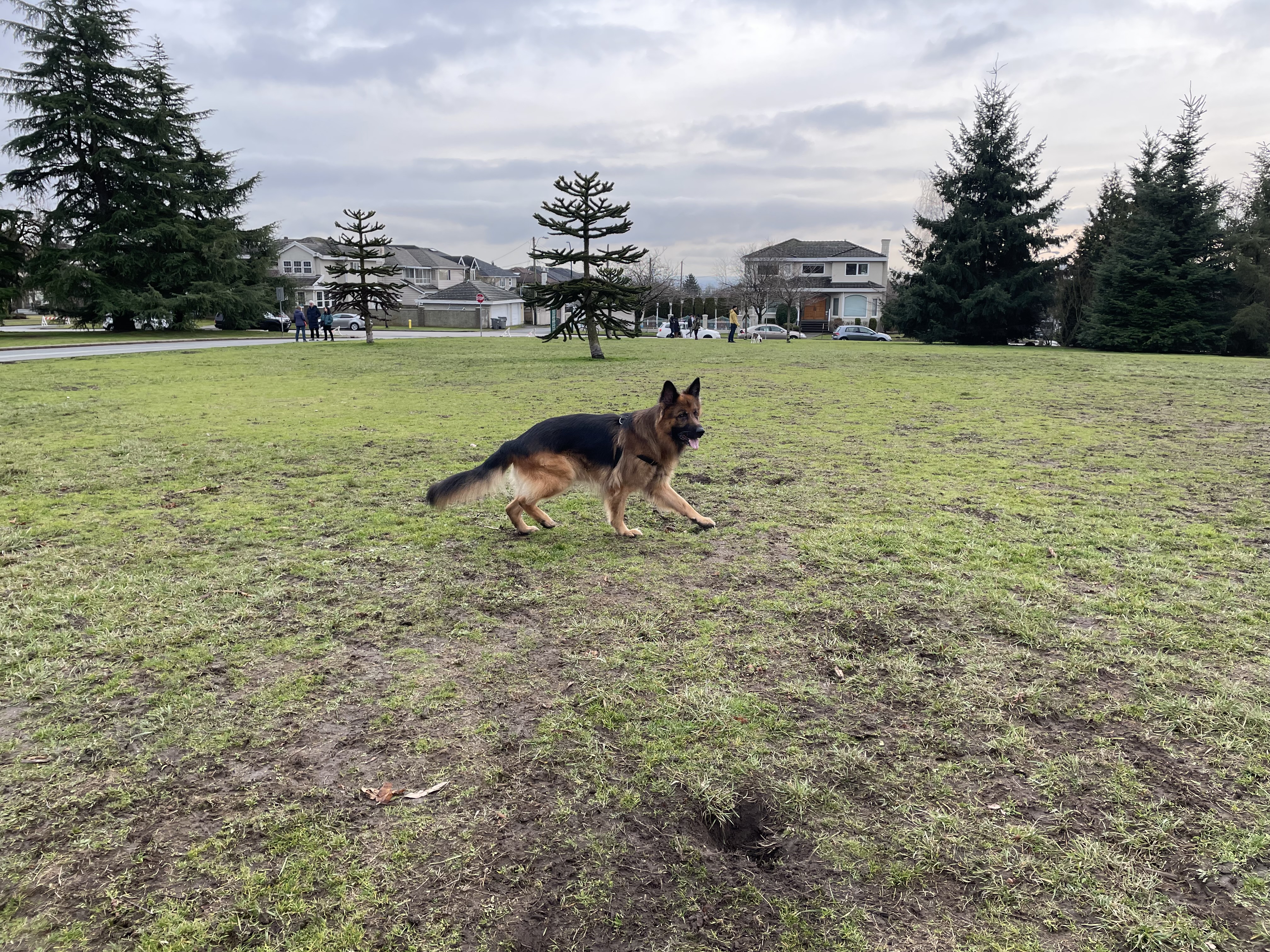 Queen Elizabeth Dog Park