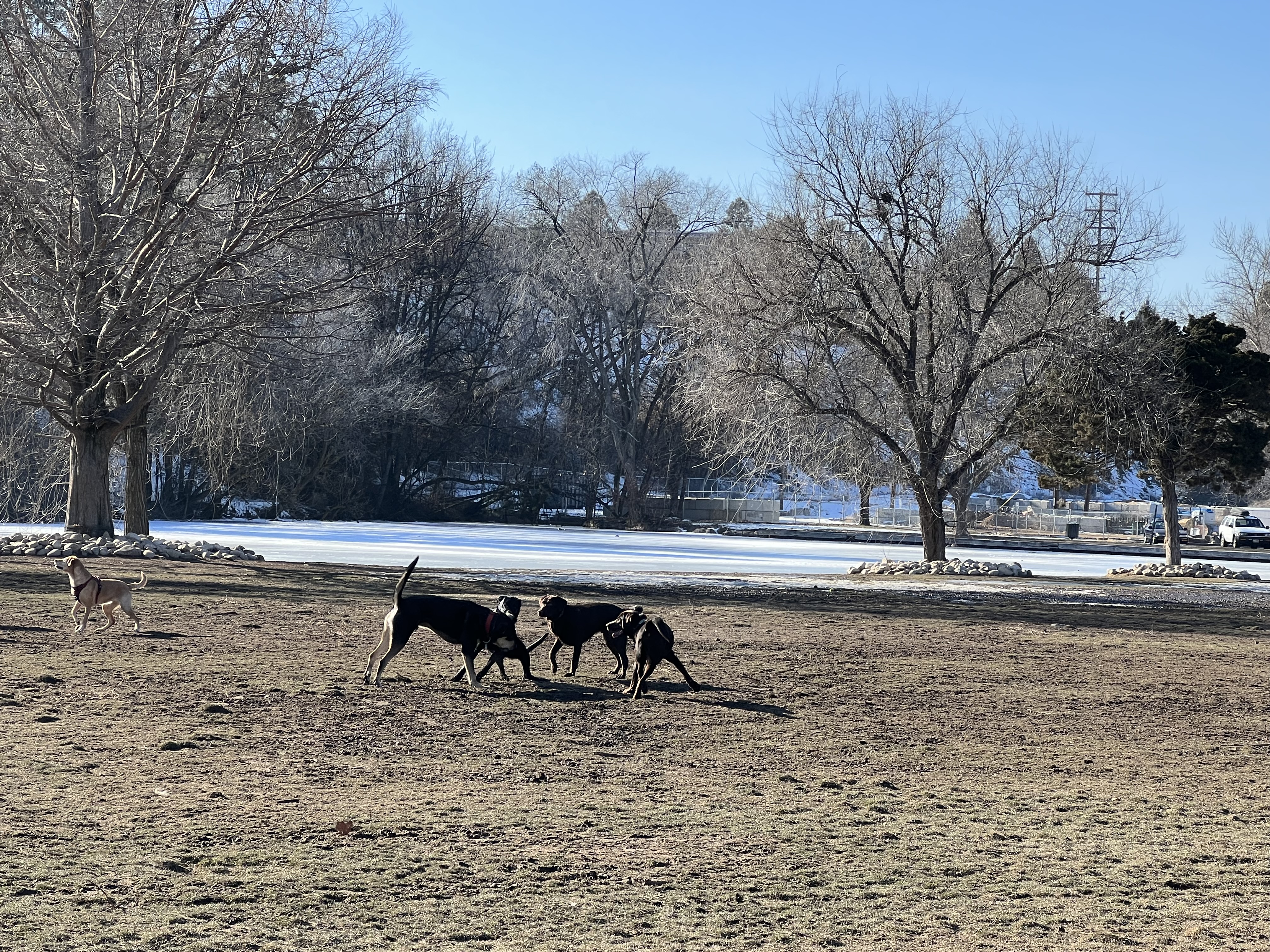 Together Treasure Valley Dog Island - Ann Morrison Park