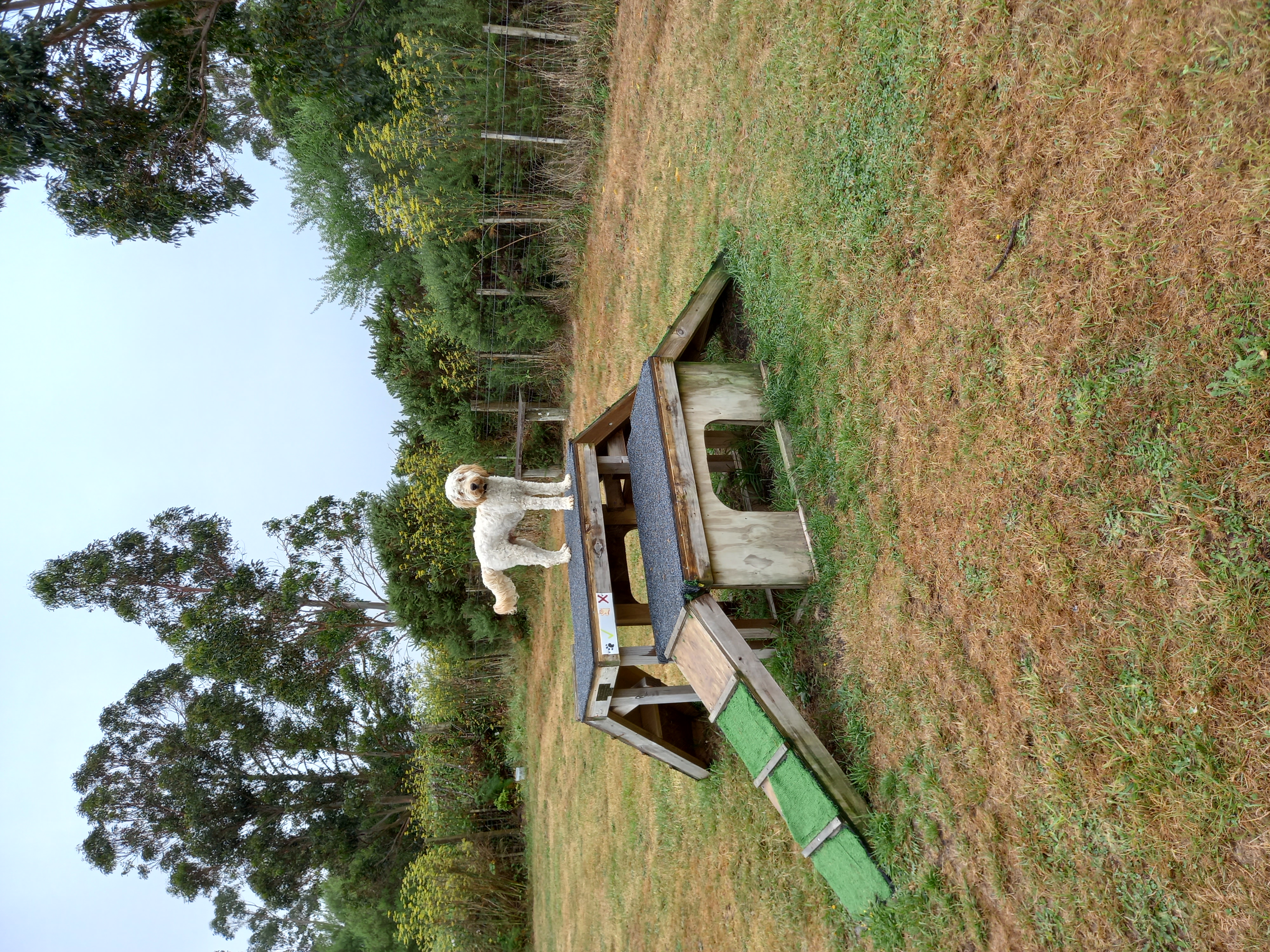 Featherston Dog Park