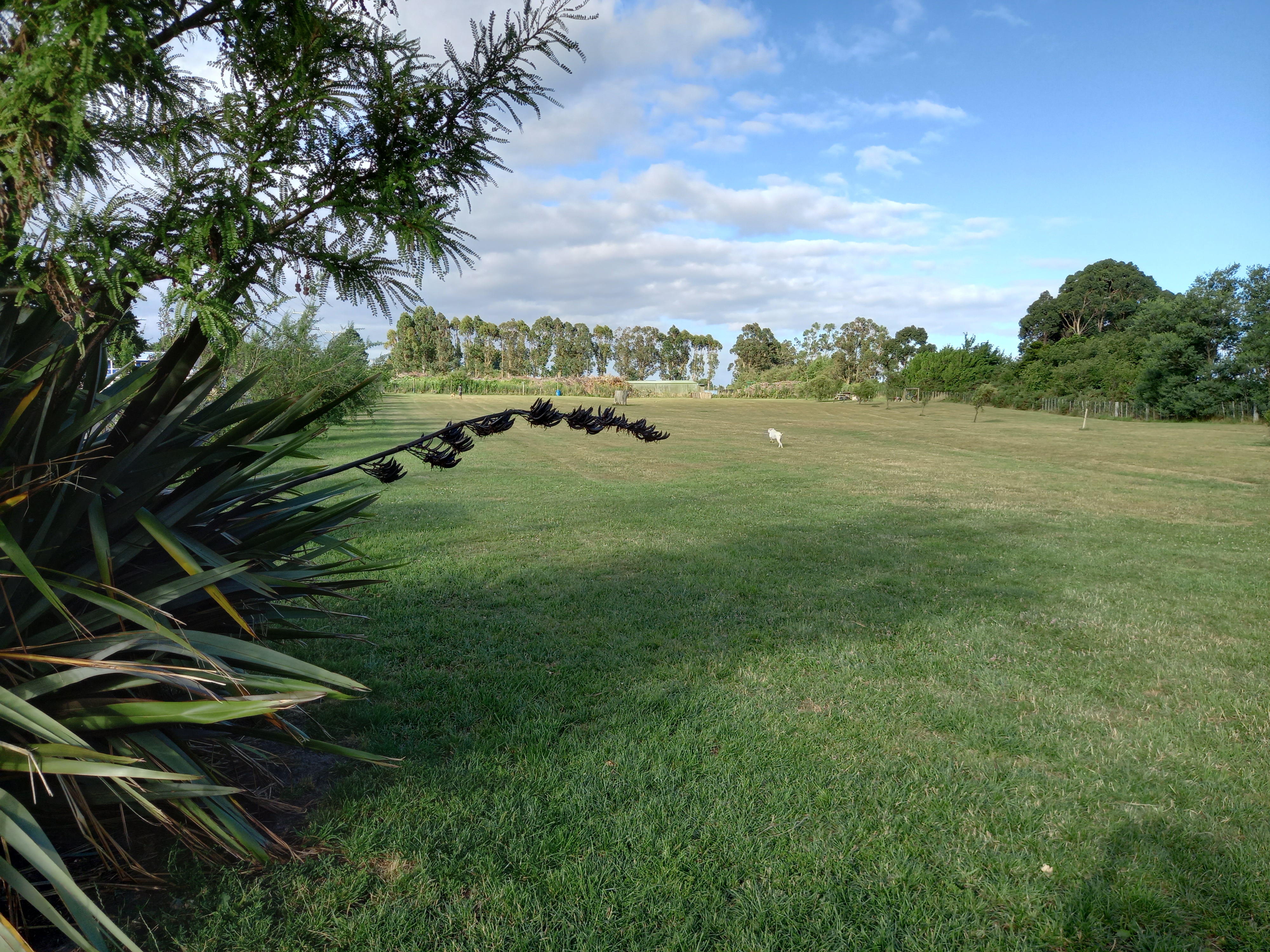 Featherston Dog Park