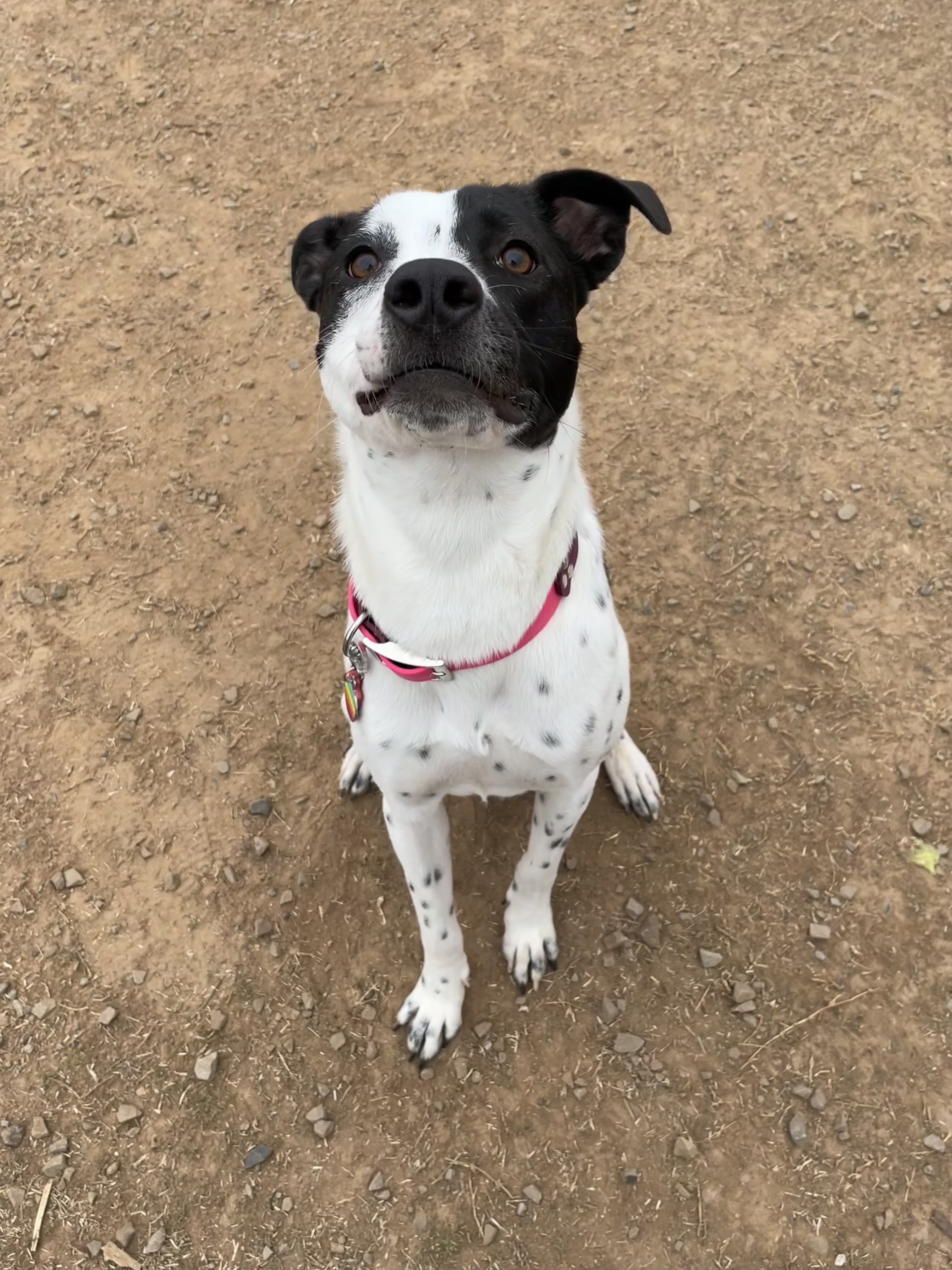 Chaffee Crossing Neighborhood Dog Park