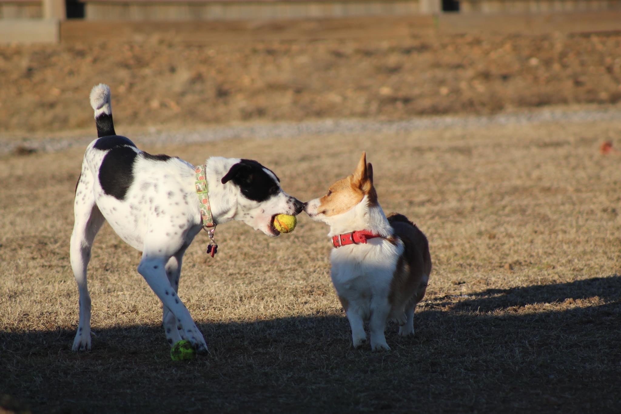 Chaffee Crossing Neighborhood Dog Park