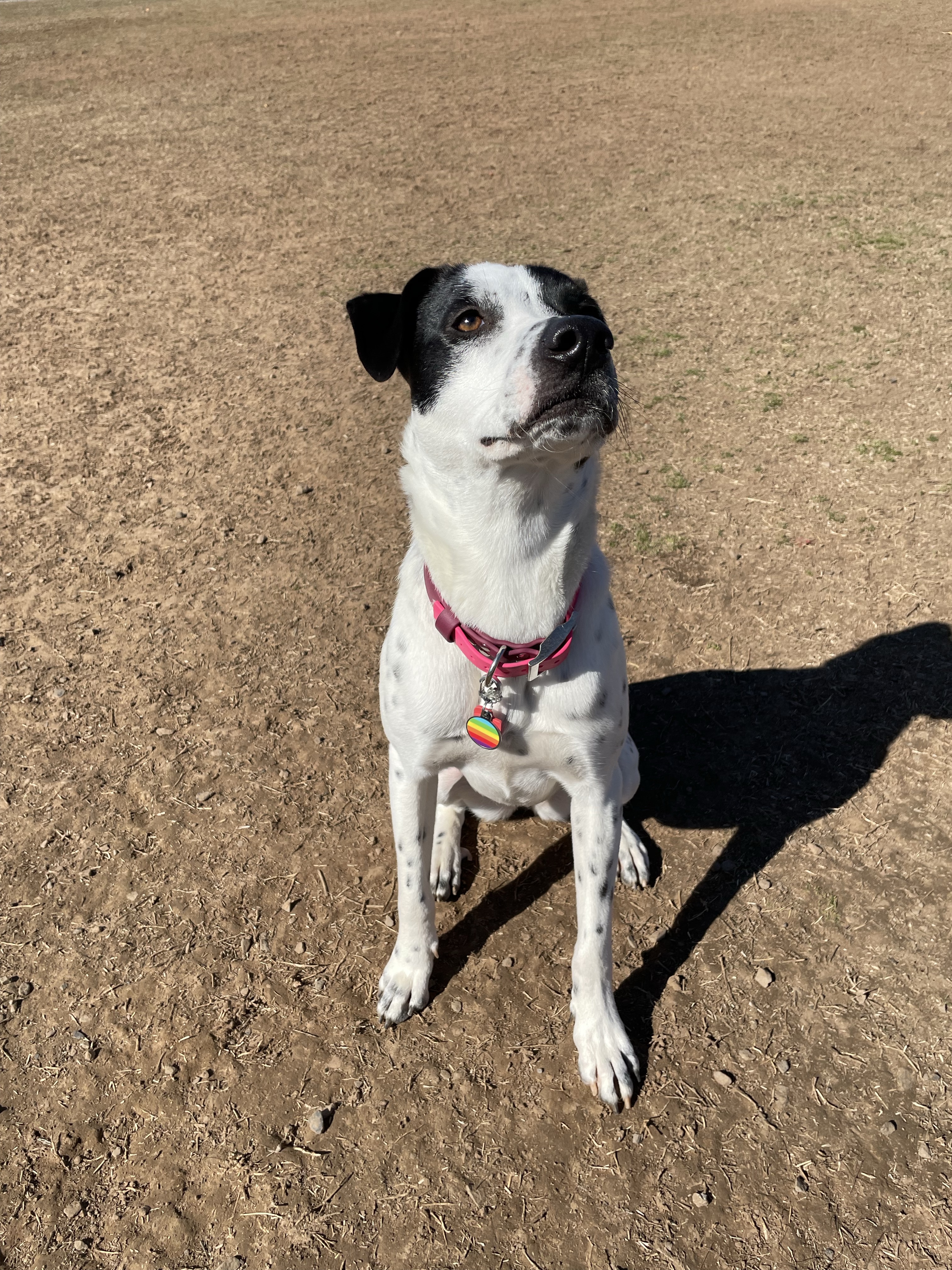 Chaffee Crossing Neighborhood Dog Park