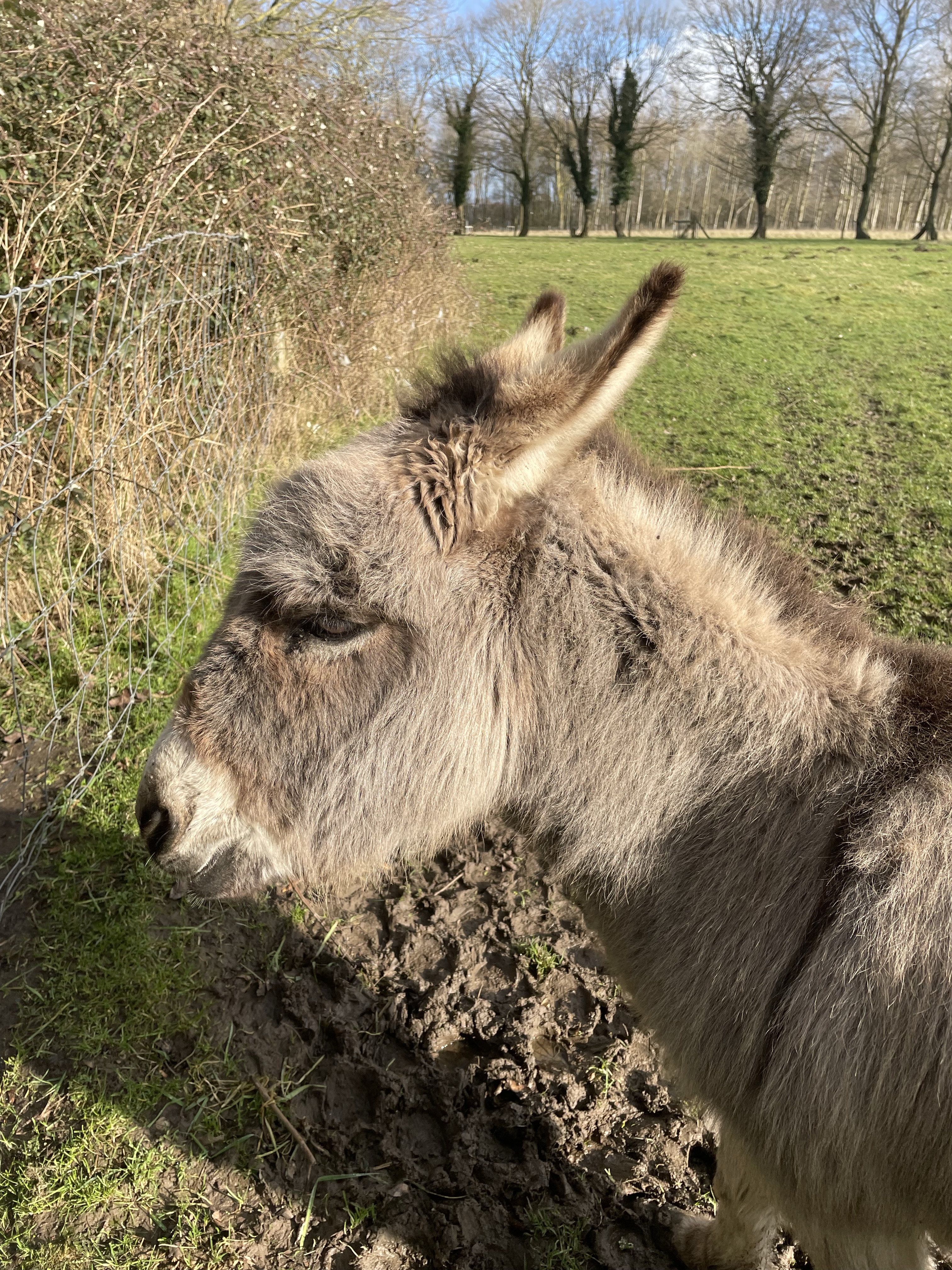 Verdronken Weide, Ieper