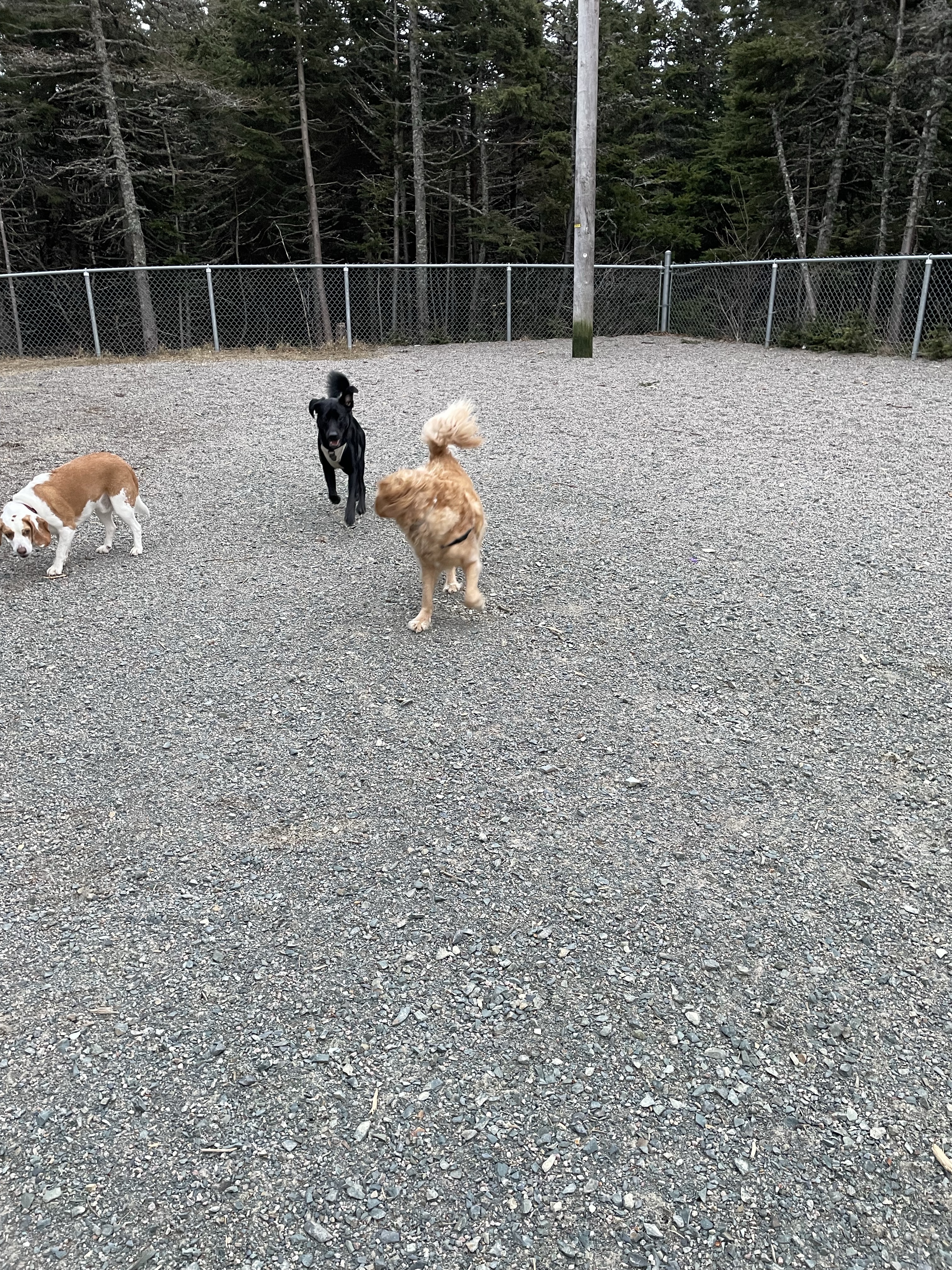 Mount Pearl Dog Park