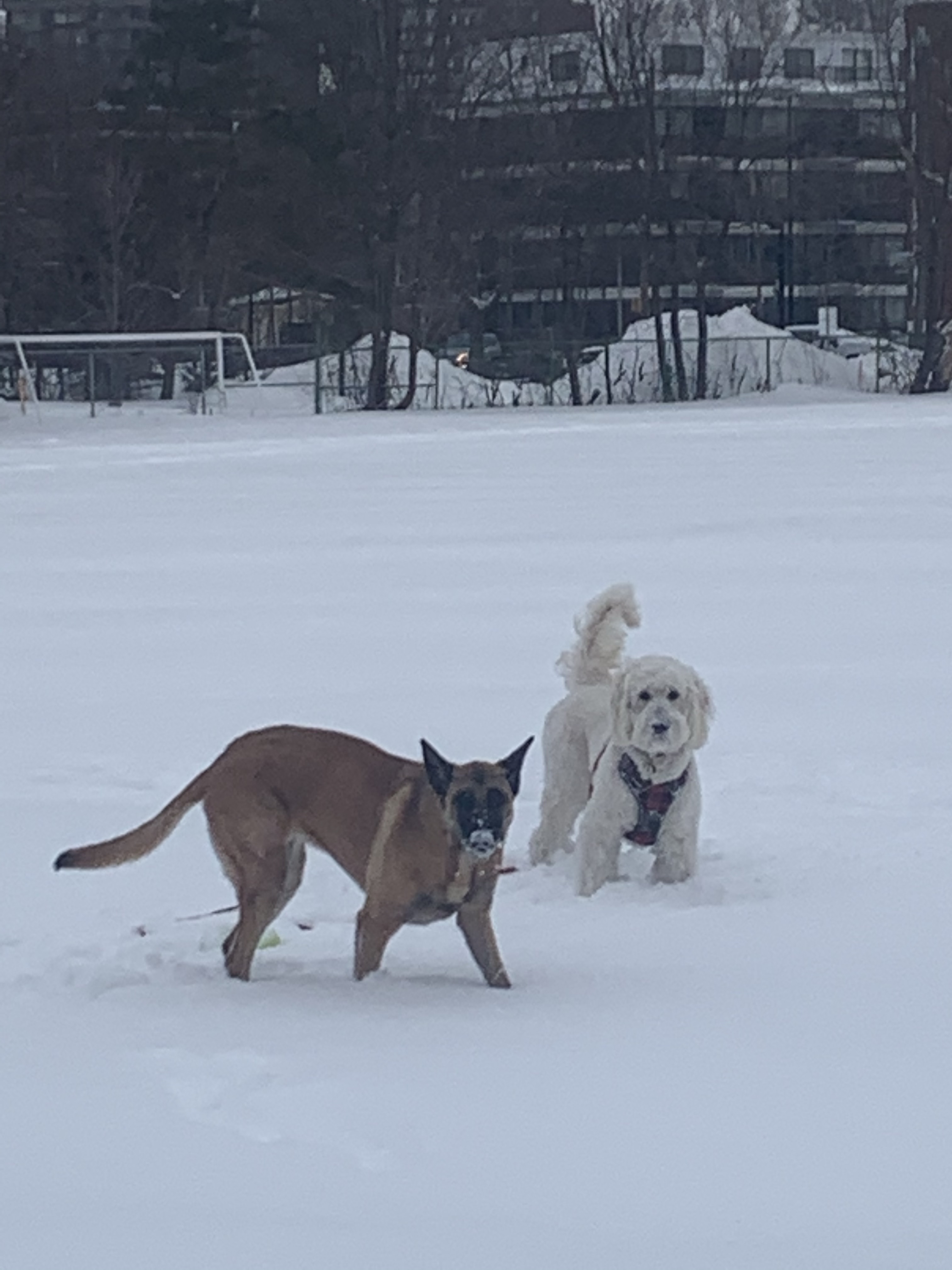 English Montreal School Board
