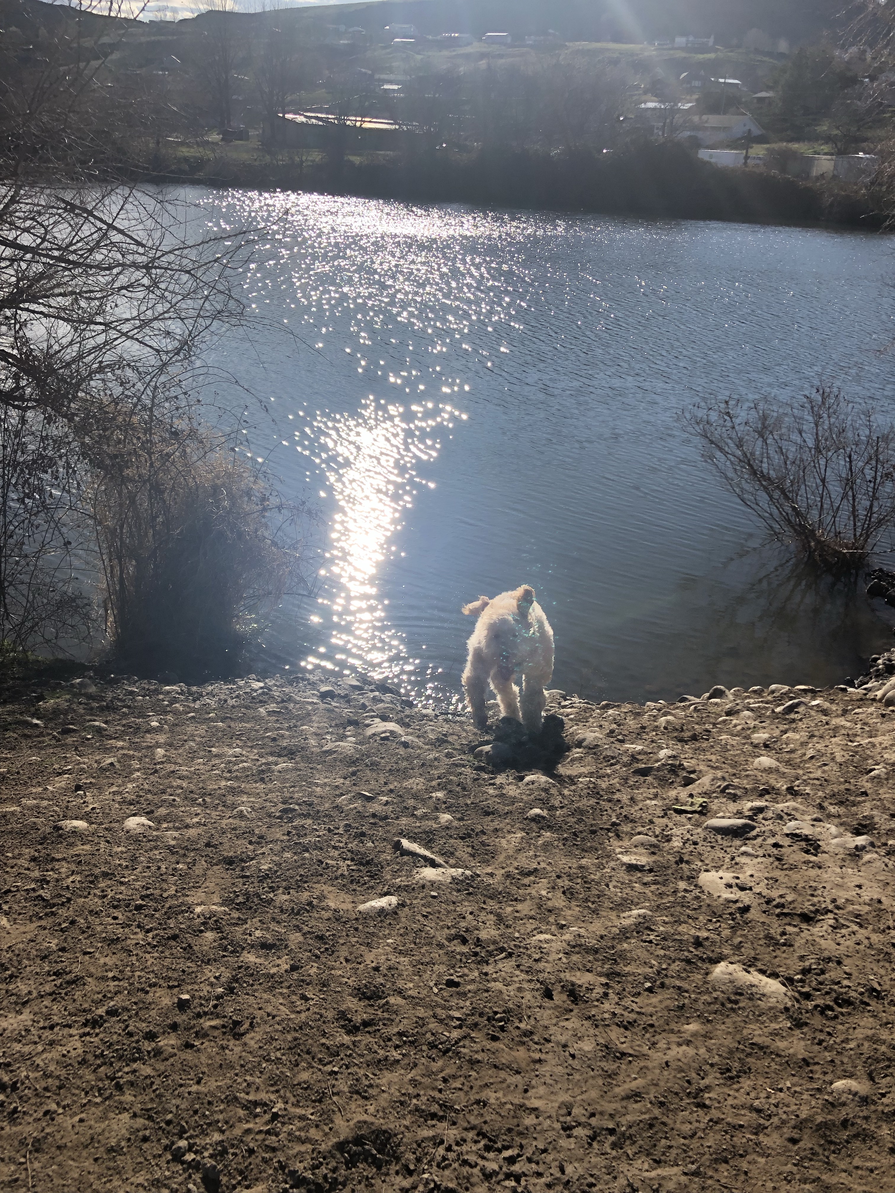 Pippin's Island - Off Leash Area