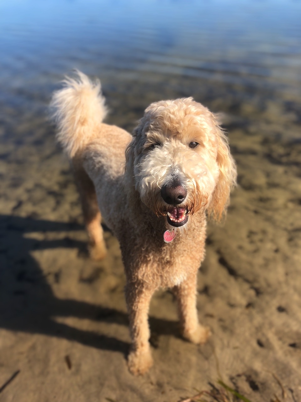 Lake Baldwin Dog Park