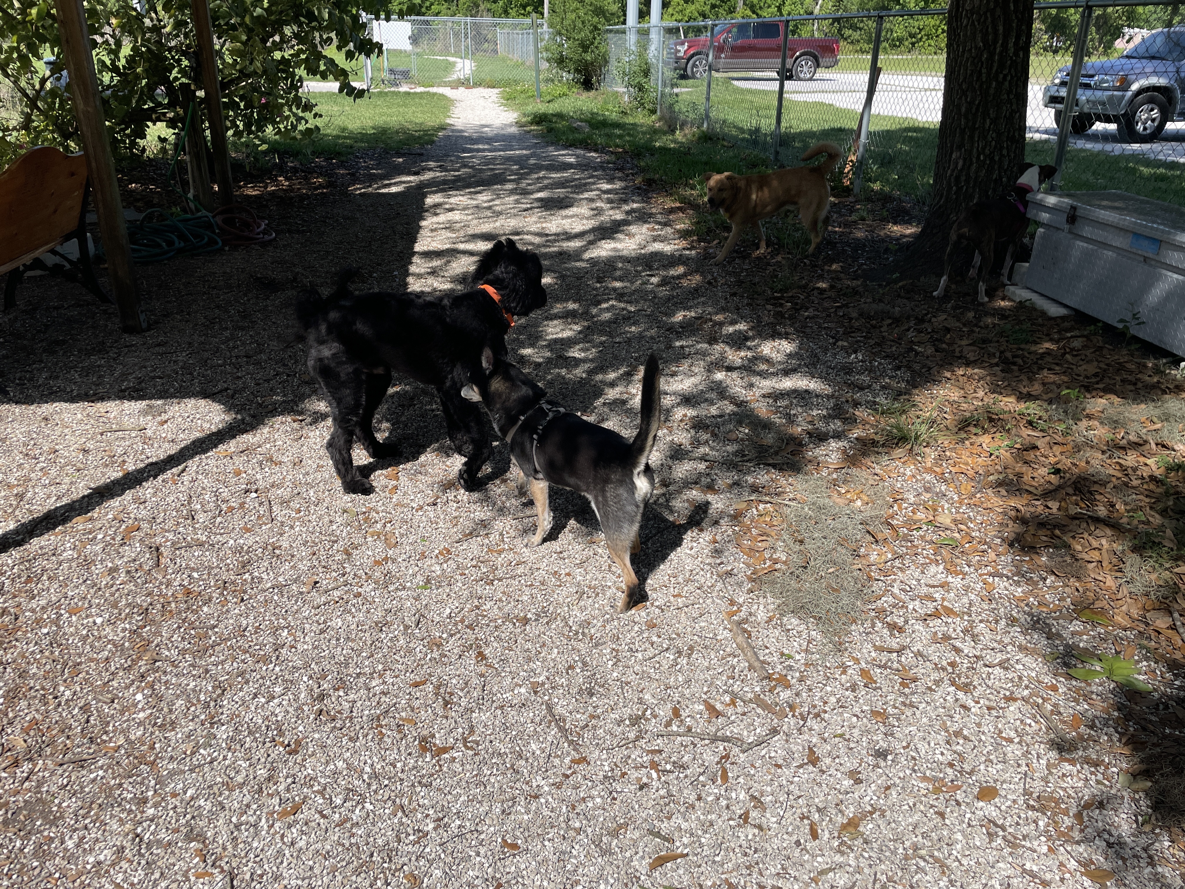 Ott's Off-Leash Dog Sanctuary