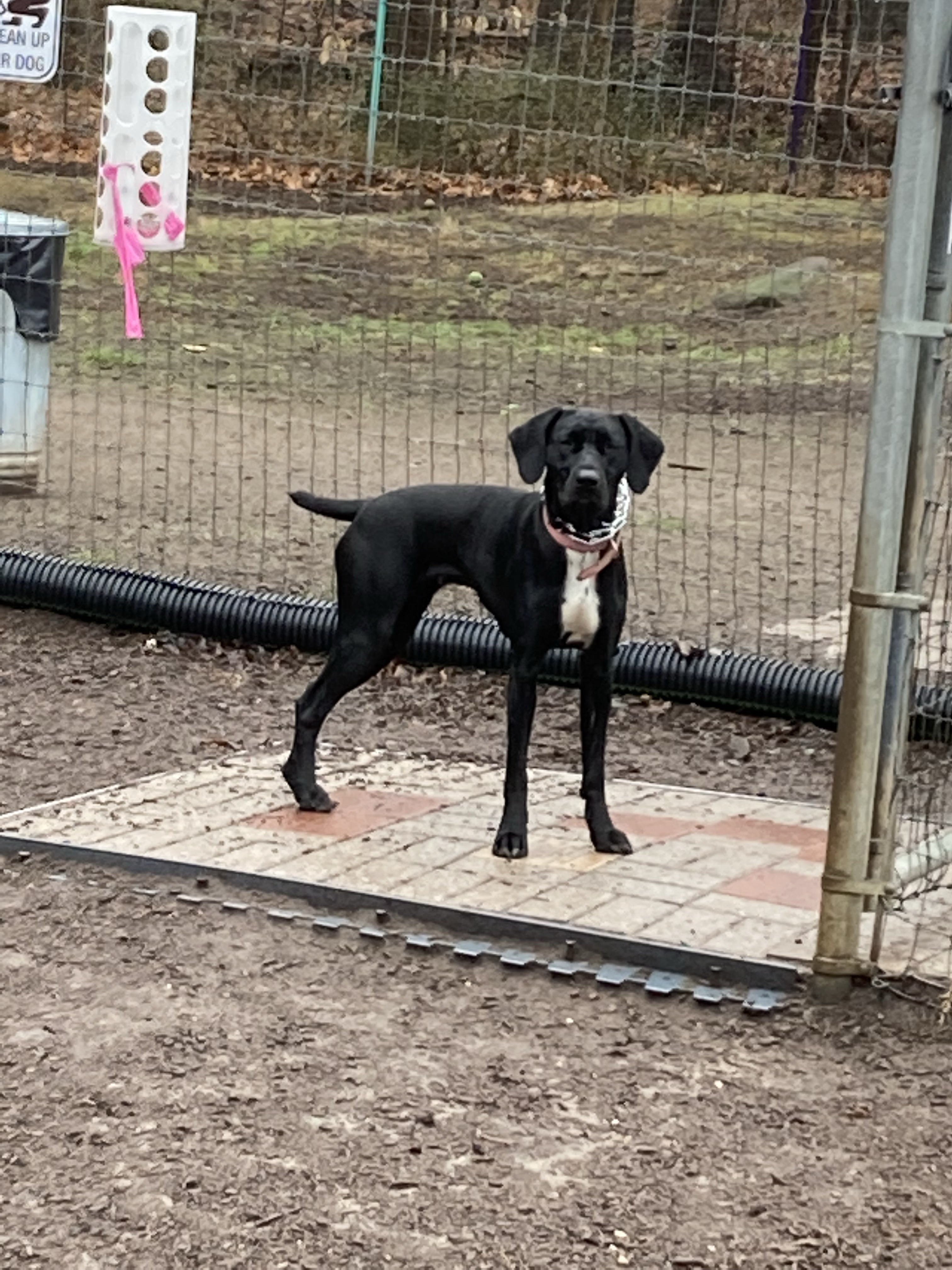 Wallingford Dog Park