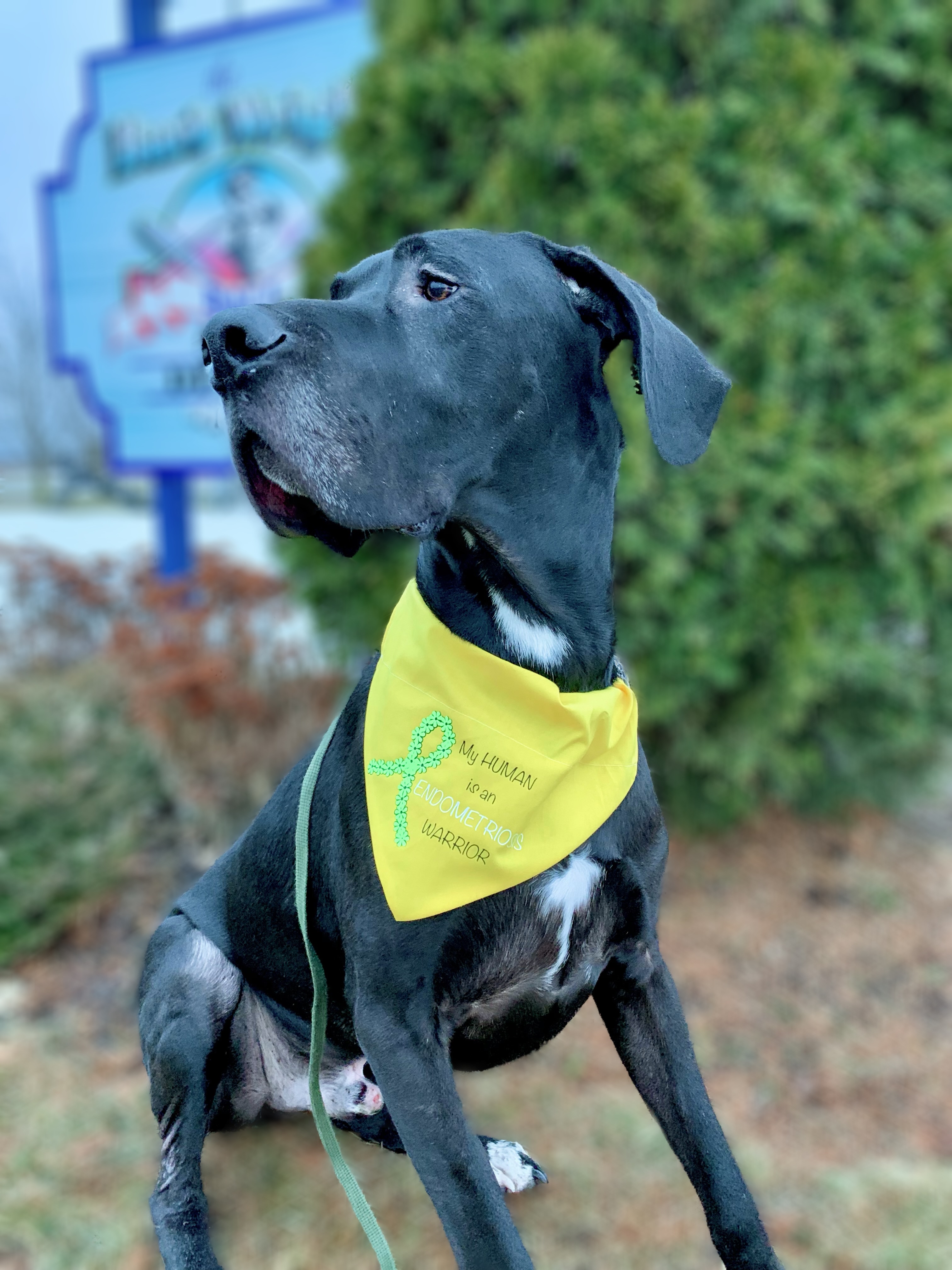 Palmerston Baseball Diamonds