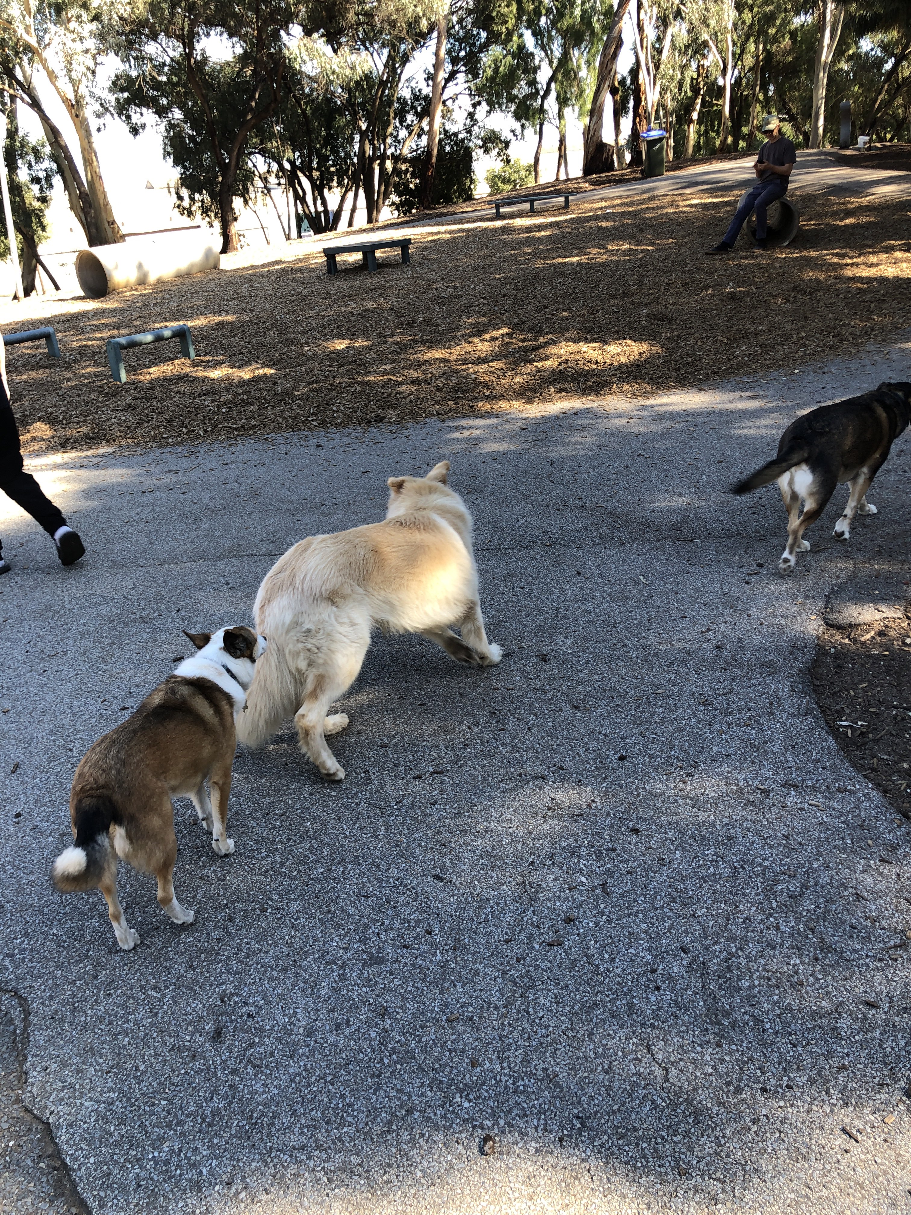 Pooch Park Tedder Reserve