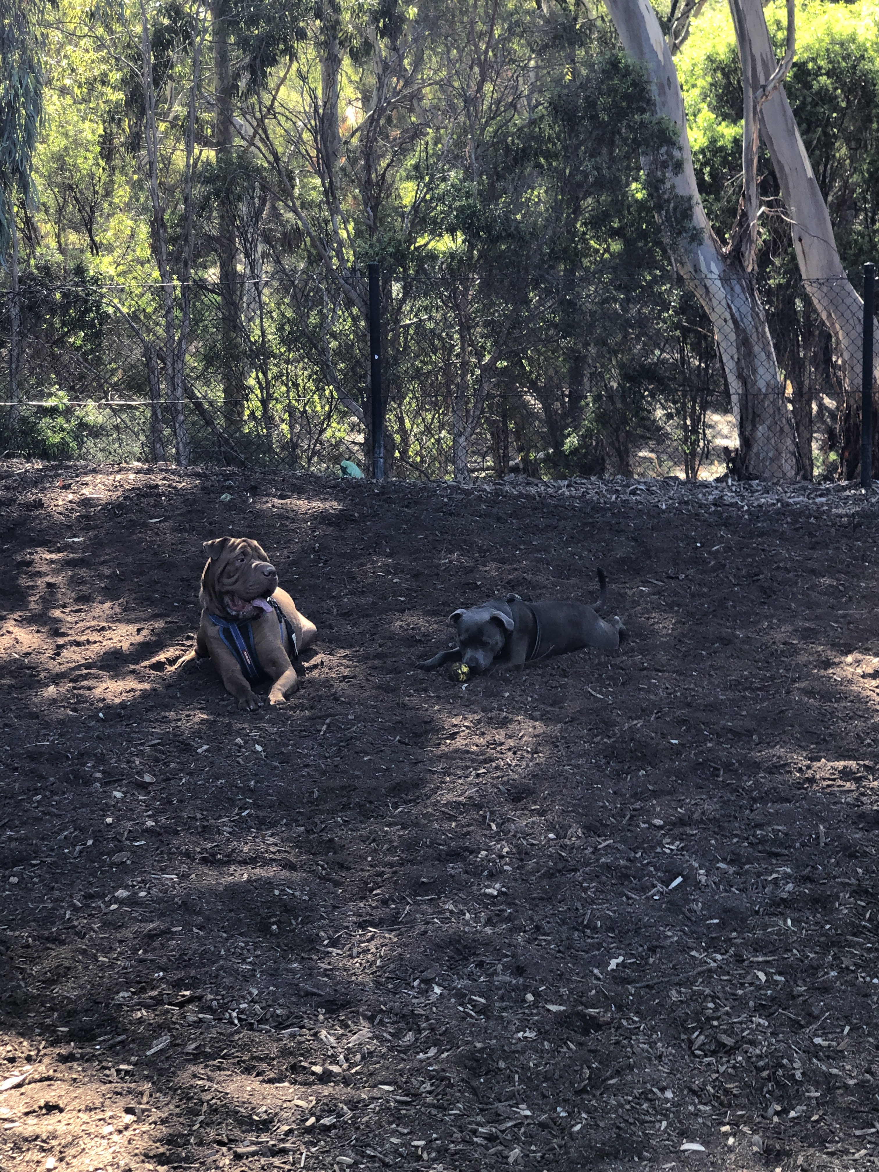 Pooch Park Tedder Reserve
