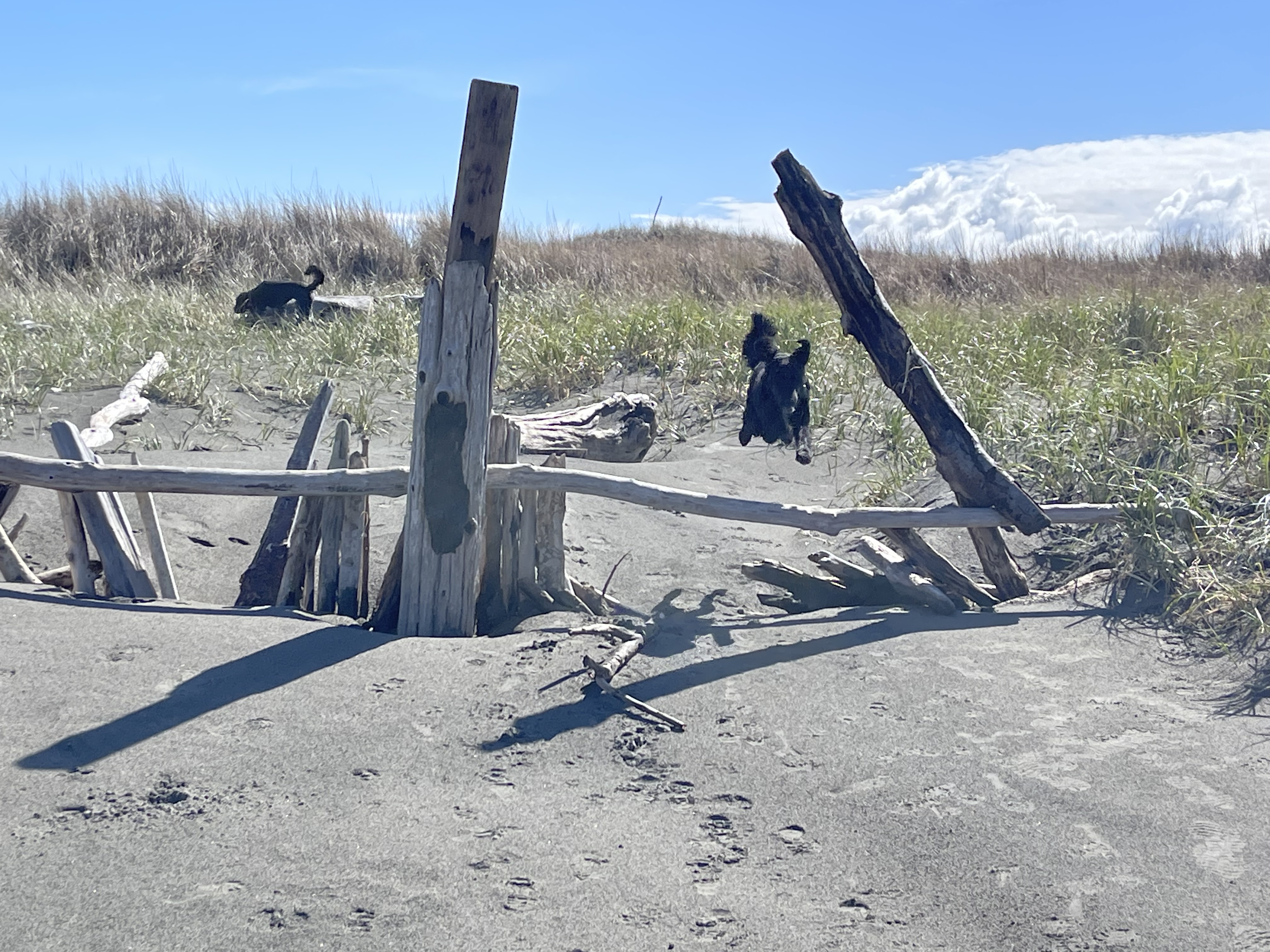 Ocean Shores Dog Beach