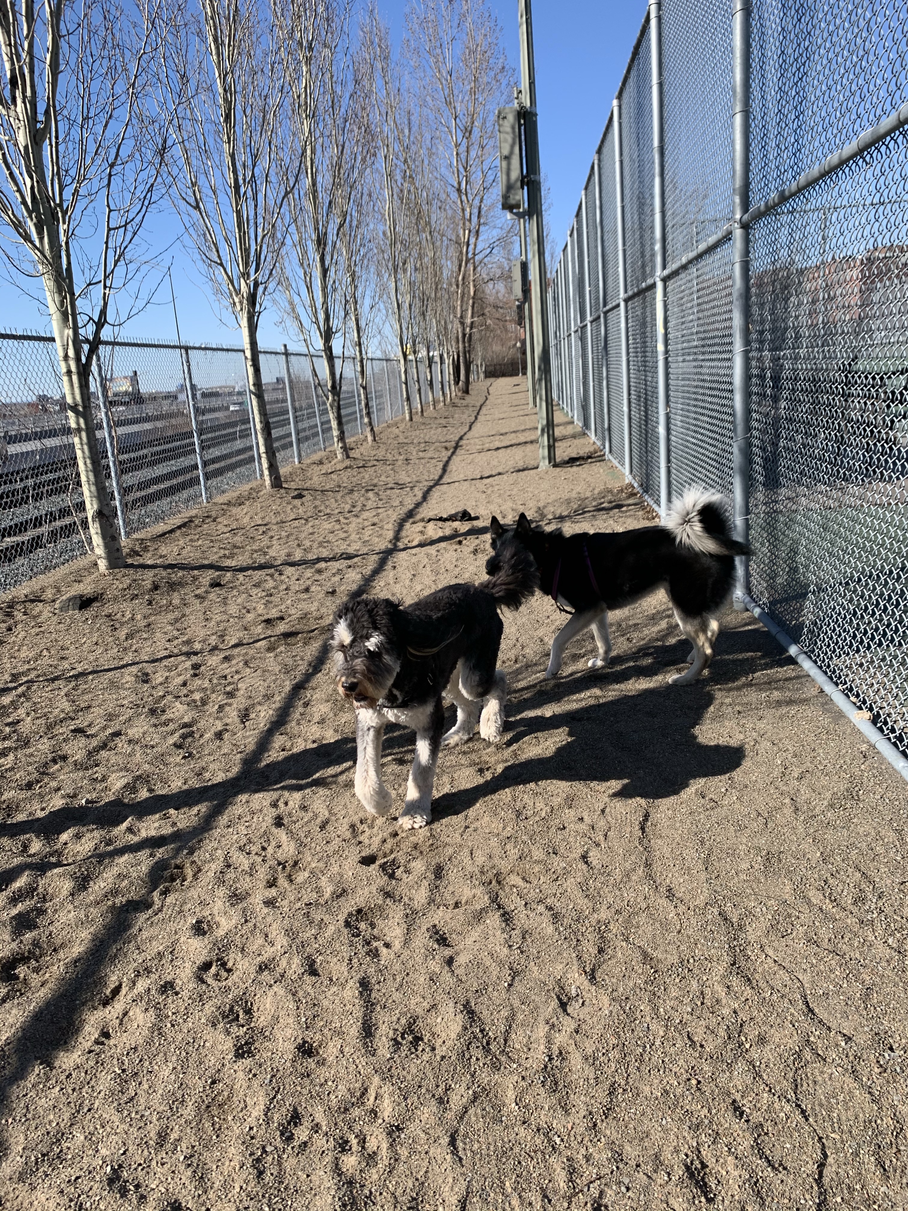 Westmount Athletic Grounds Dog Run