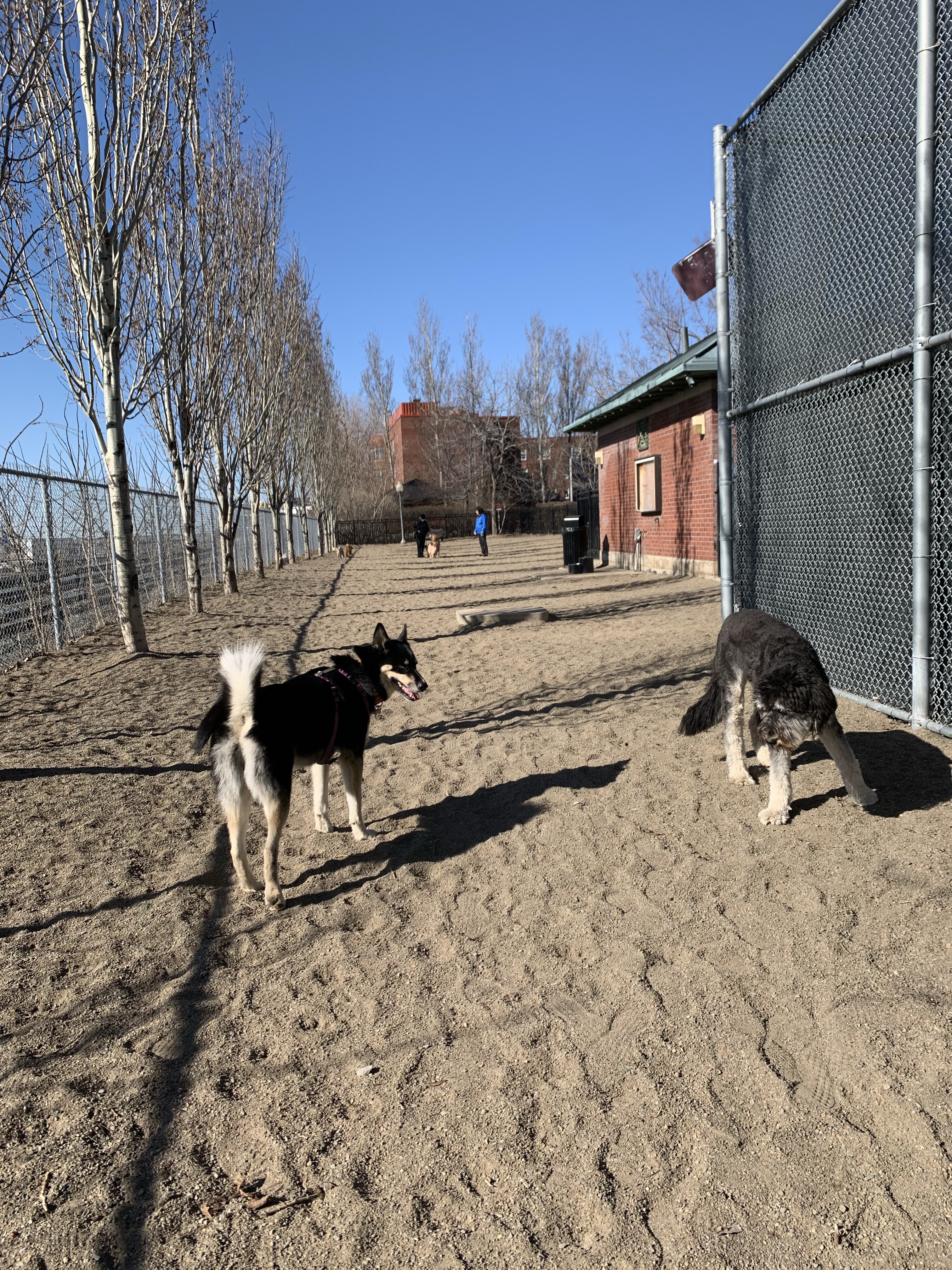 Westmount Athletic Grounds Dog Run