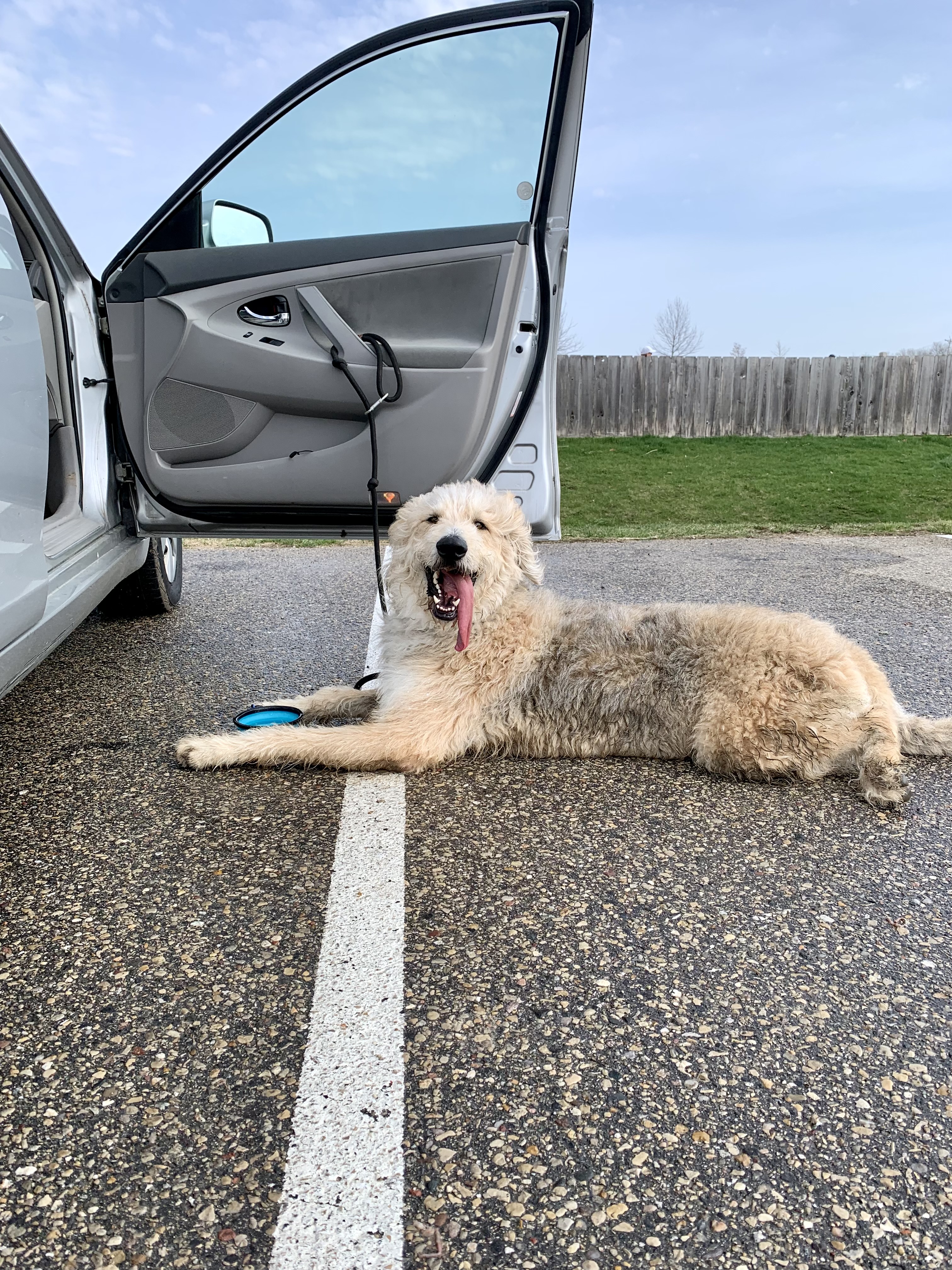 Capital Springs Dog Exercise Area