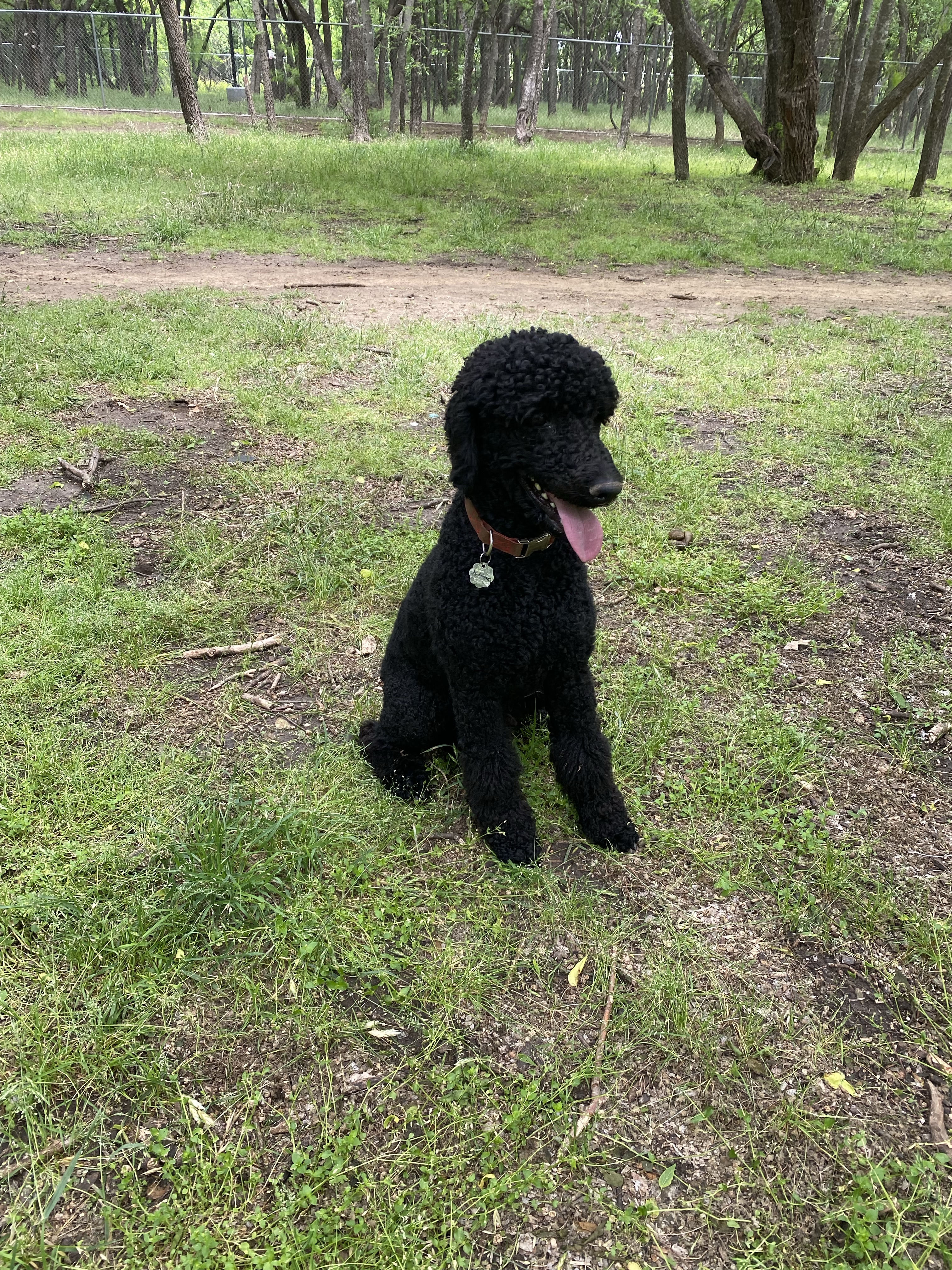 Tails 'N Trails Dog Park