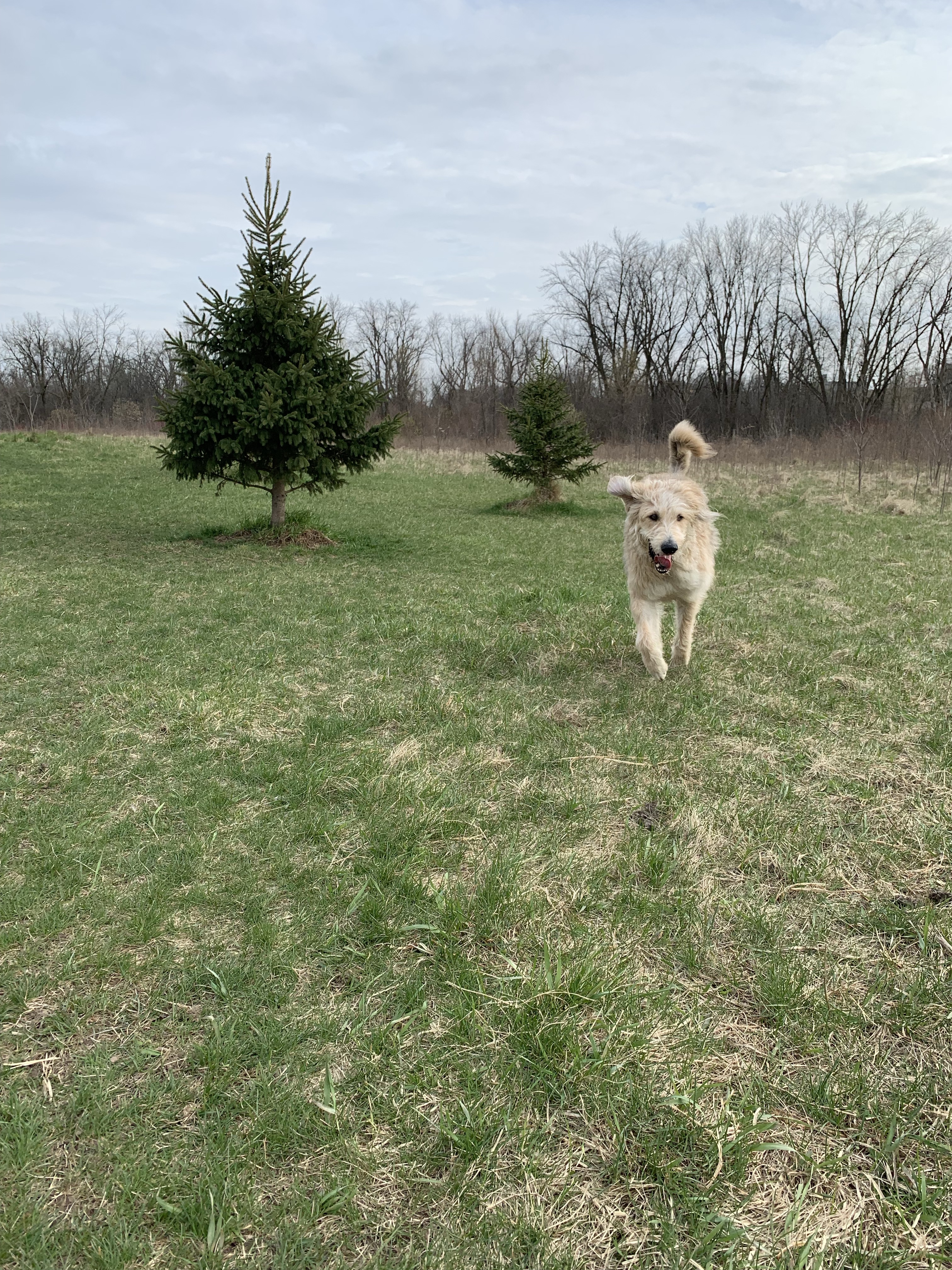 Jefferson County Dog Park