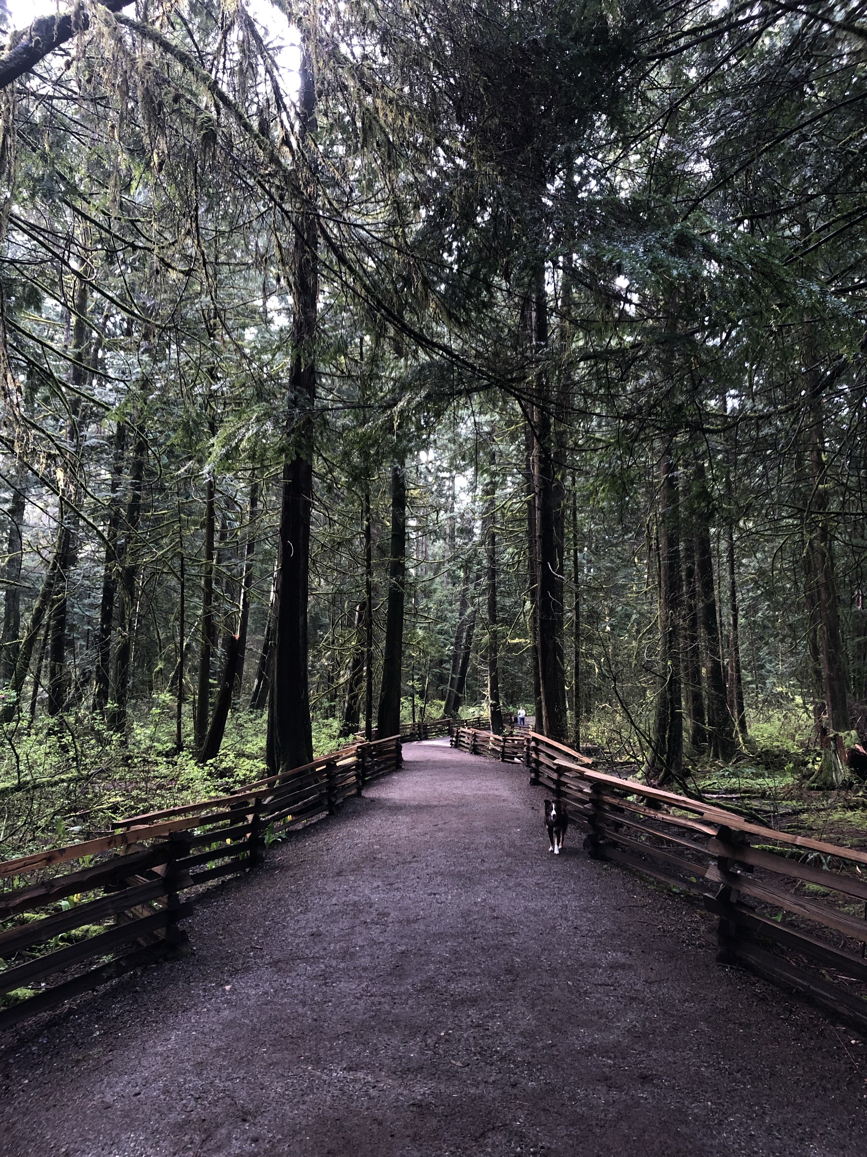 Mundy Park Off-Leash Dog Park
