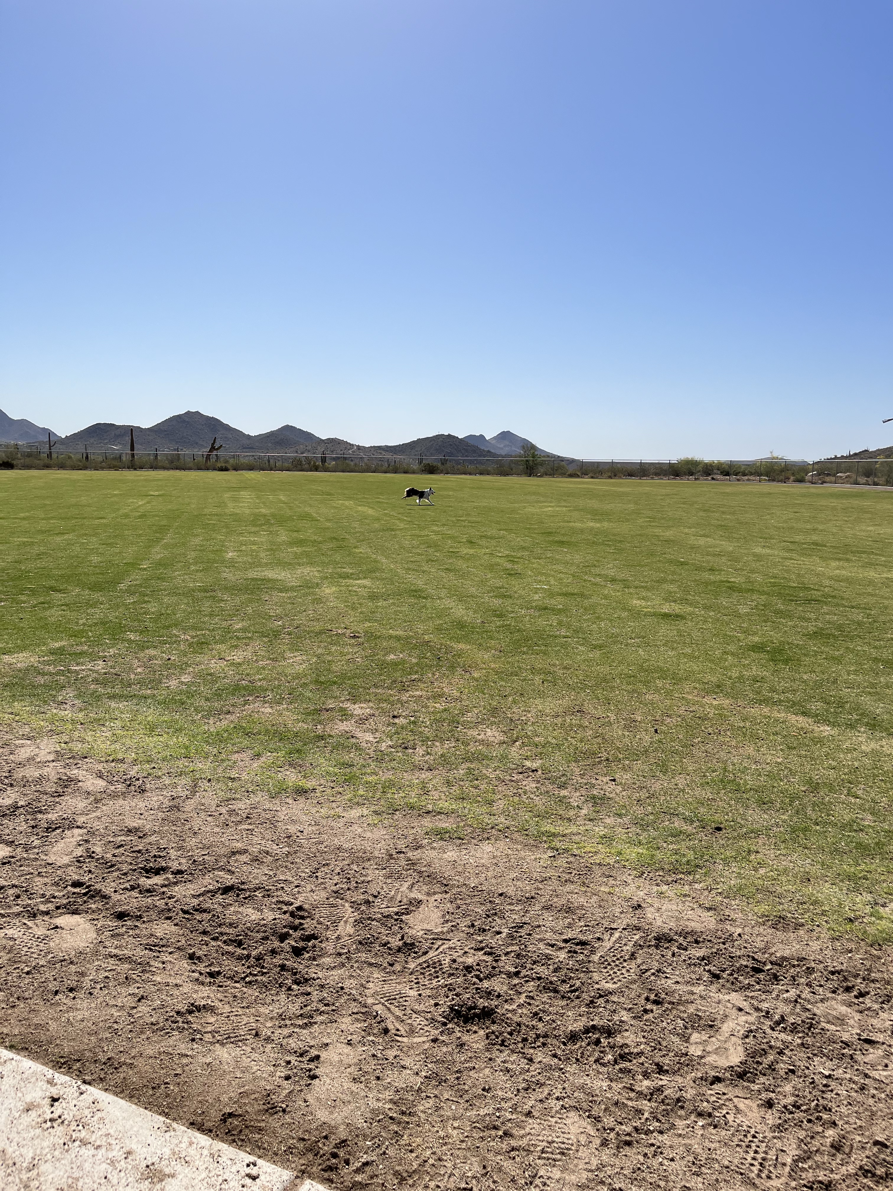 Paloma Dog Park