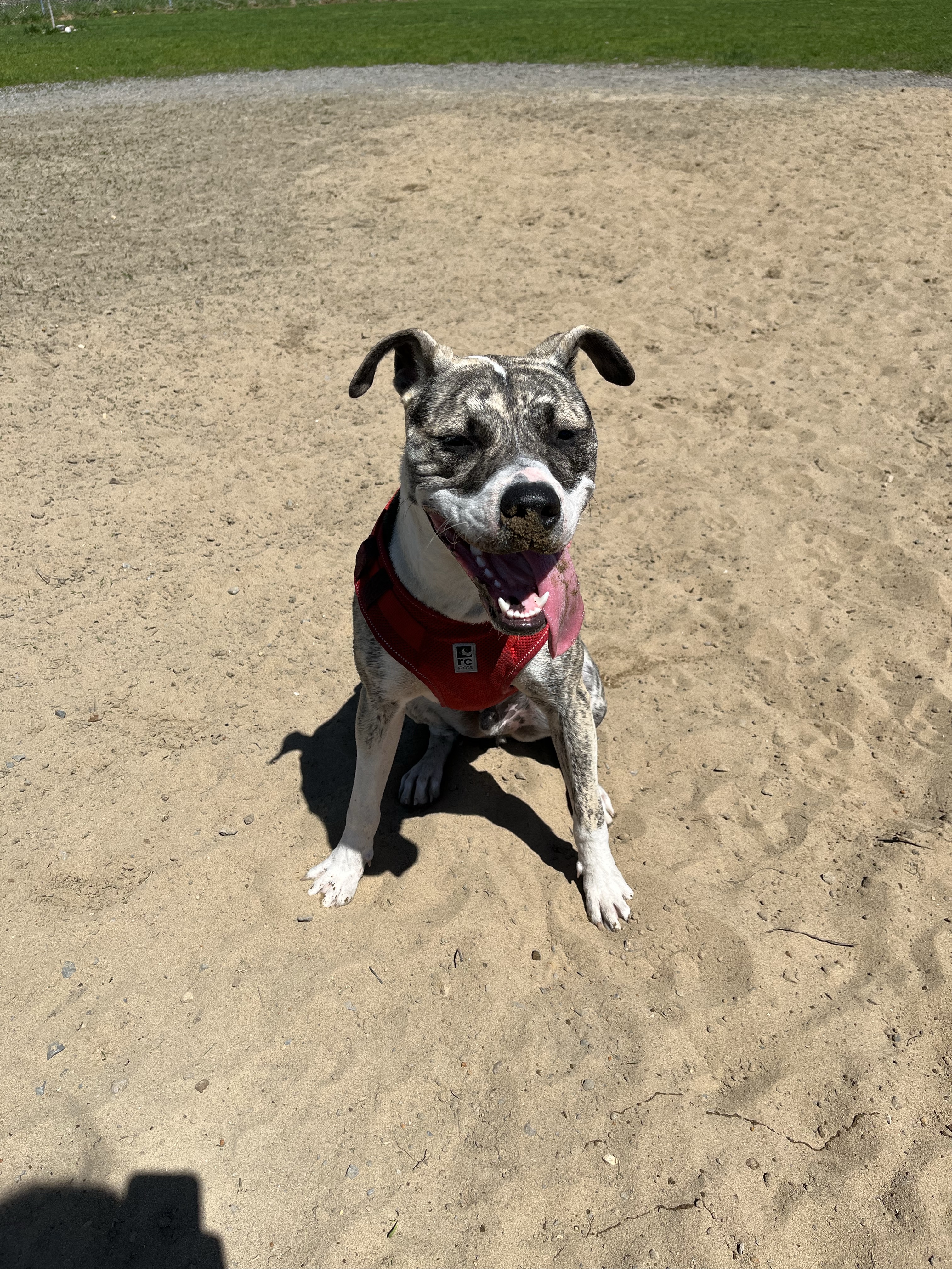 Embrun/Russell Dog Park