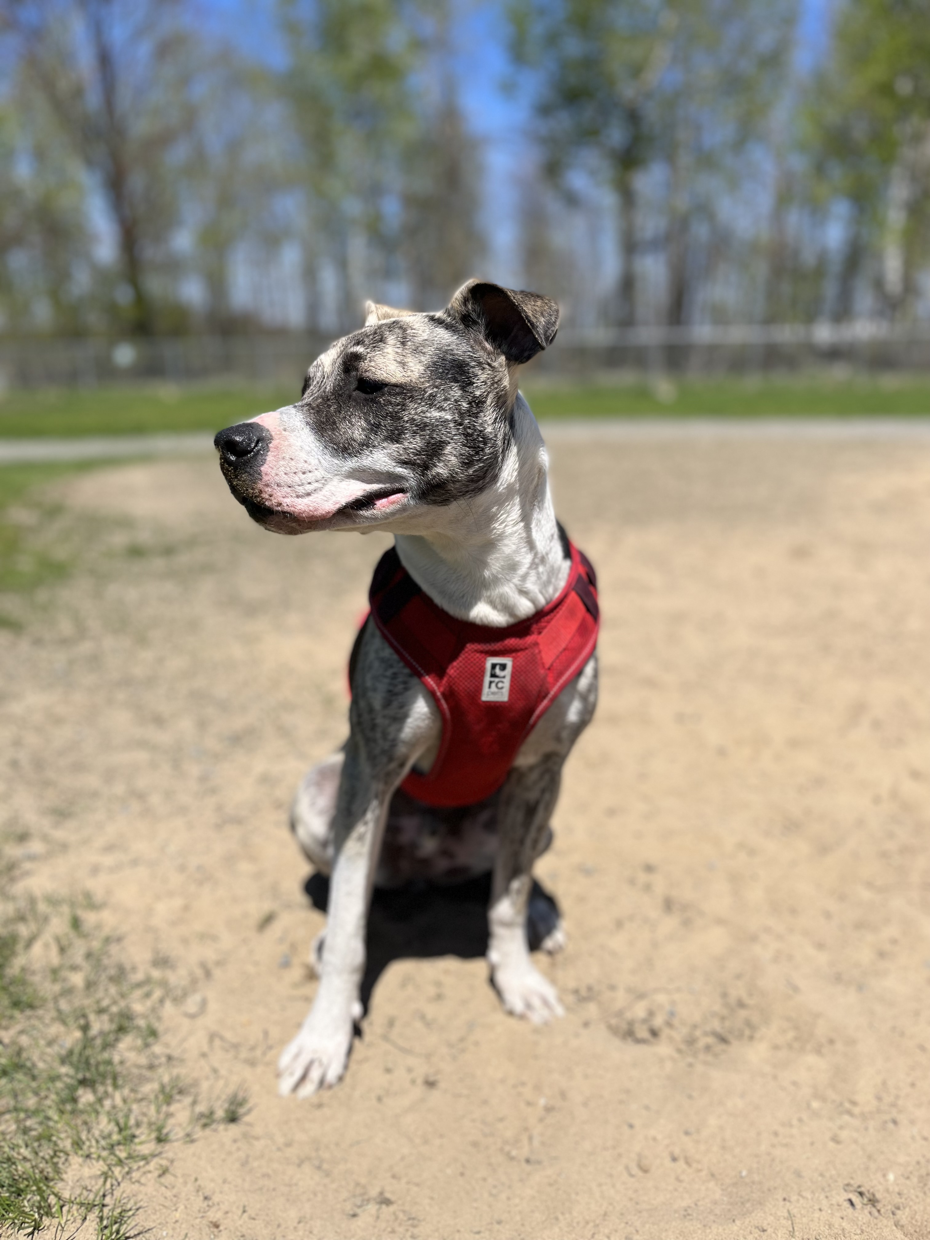 Embrun/Russell Dog Park