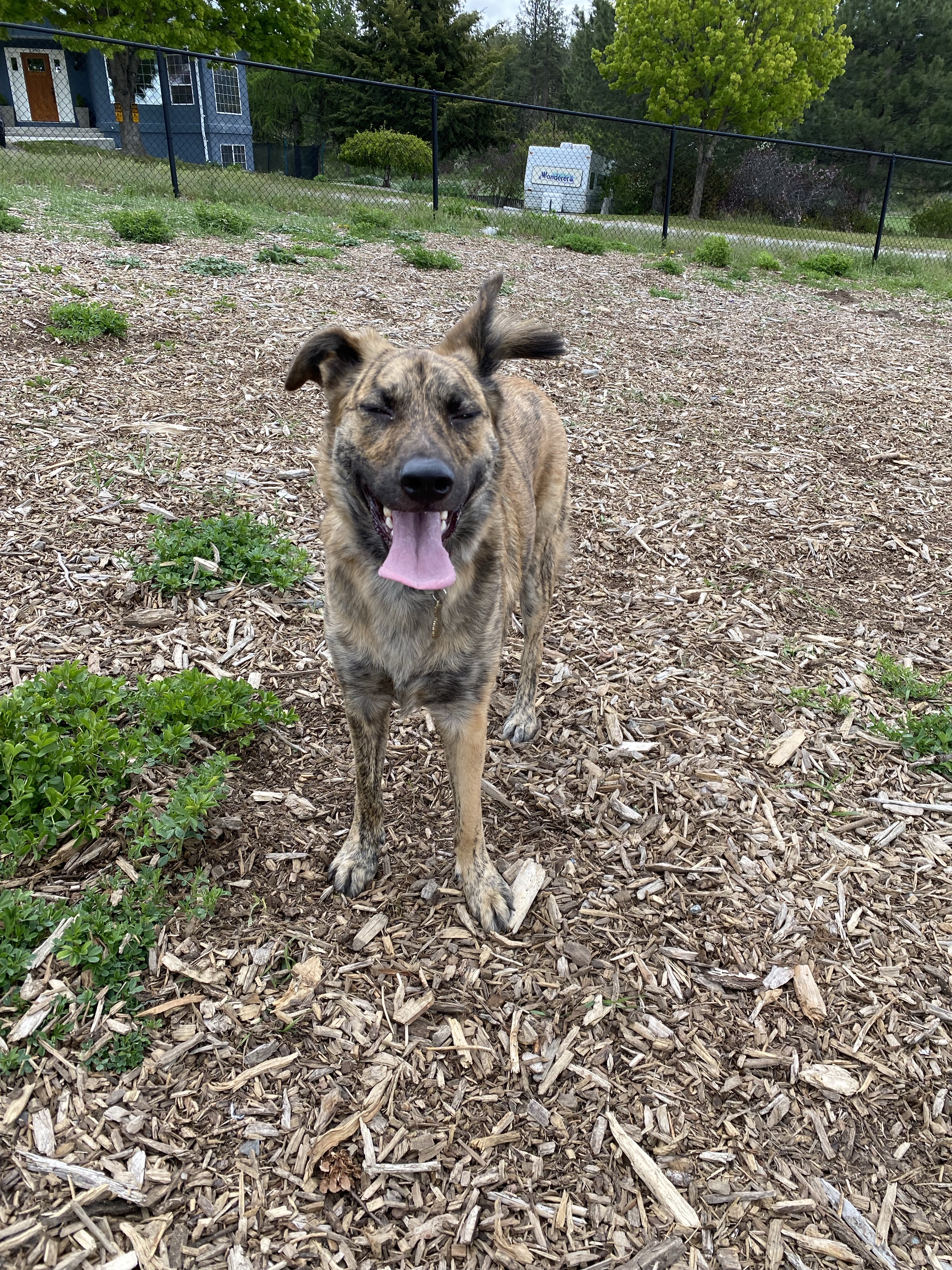 Shannon Woods Off-Leash Dog Park