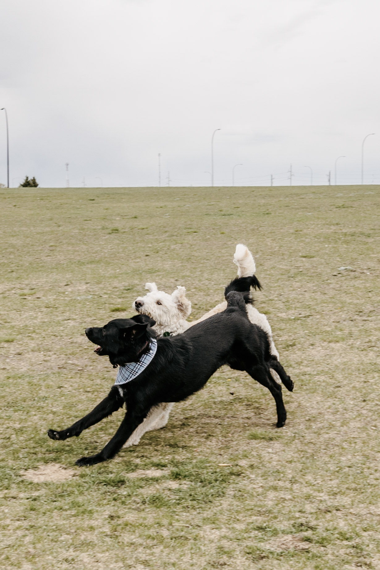 Mcknight/Falconridge Dog Park