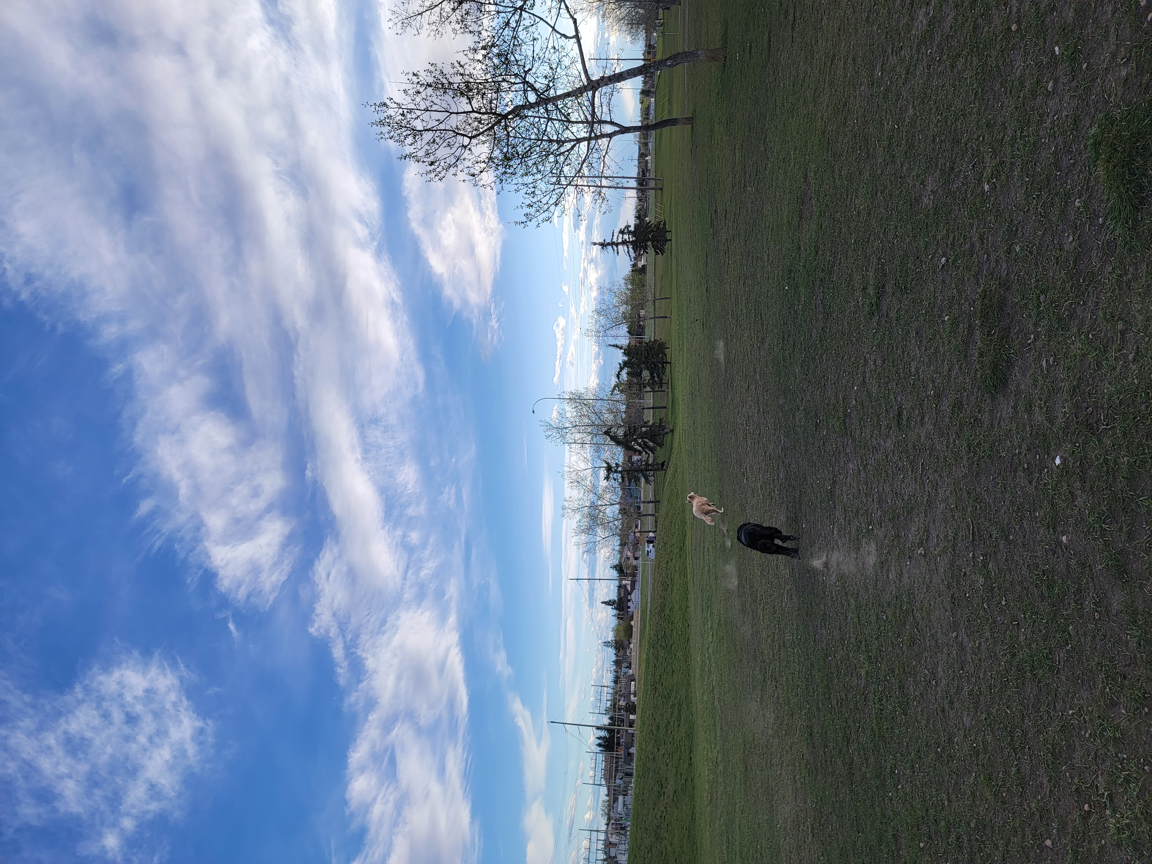 Mcknight/Falconridge Dog Park