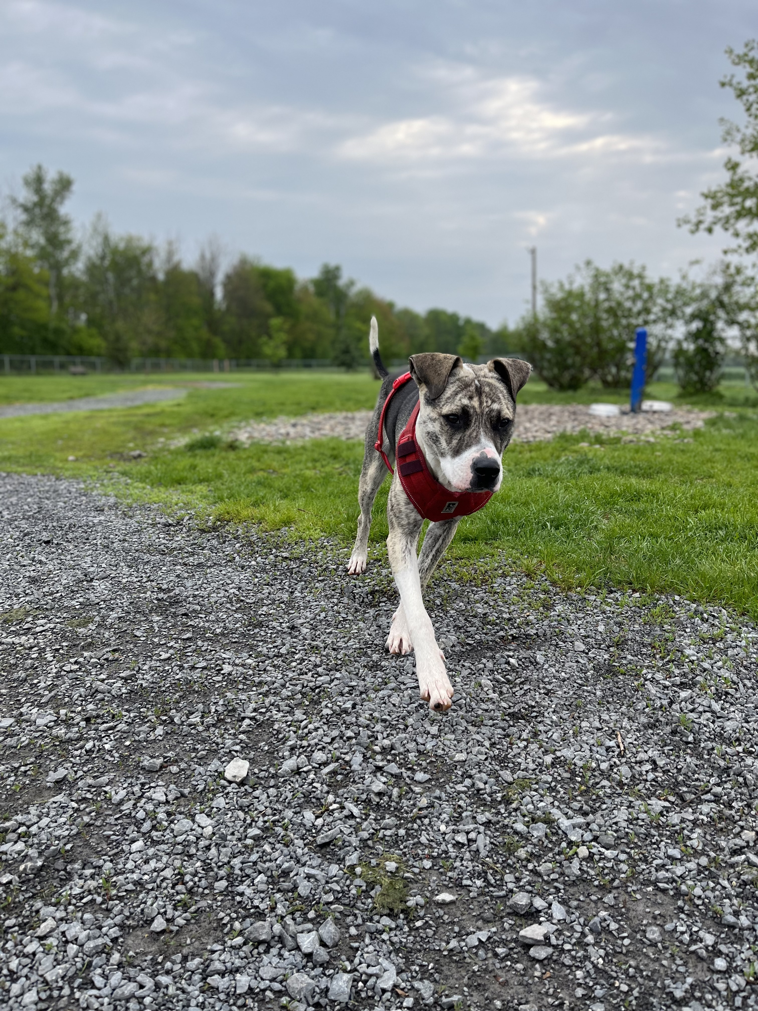 Embrun/Russell Dog Park