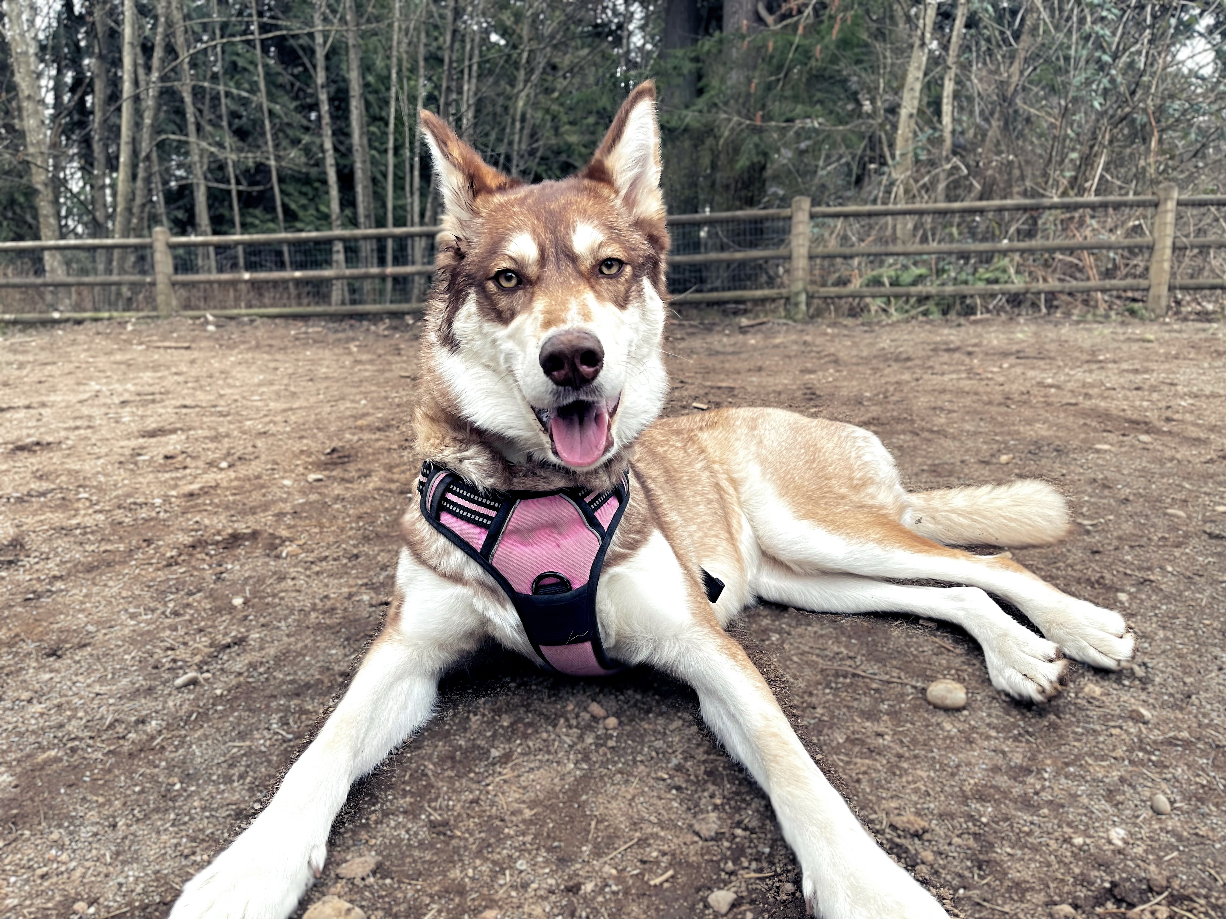 Tambark Creek Off-Leash Dog Park