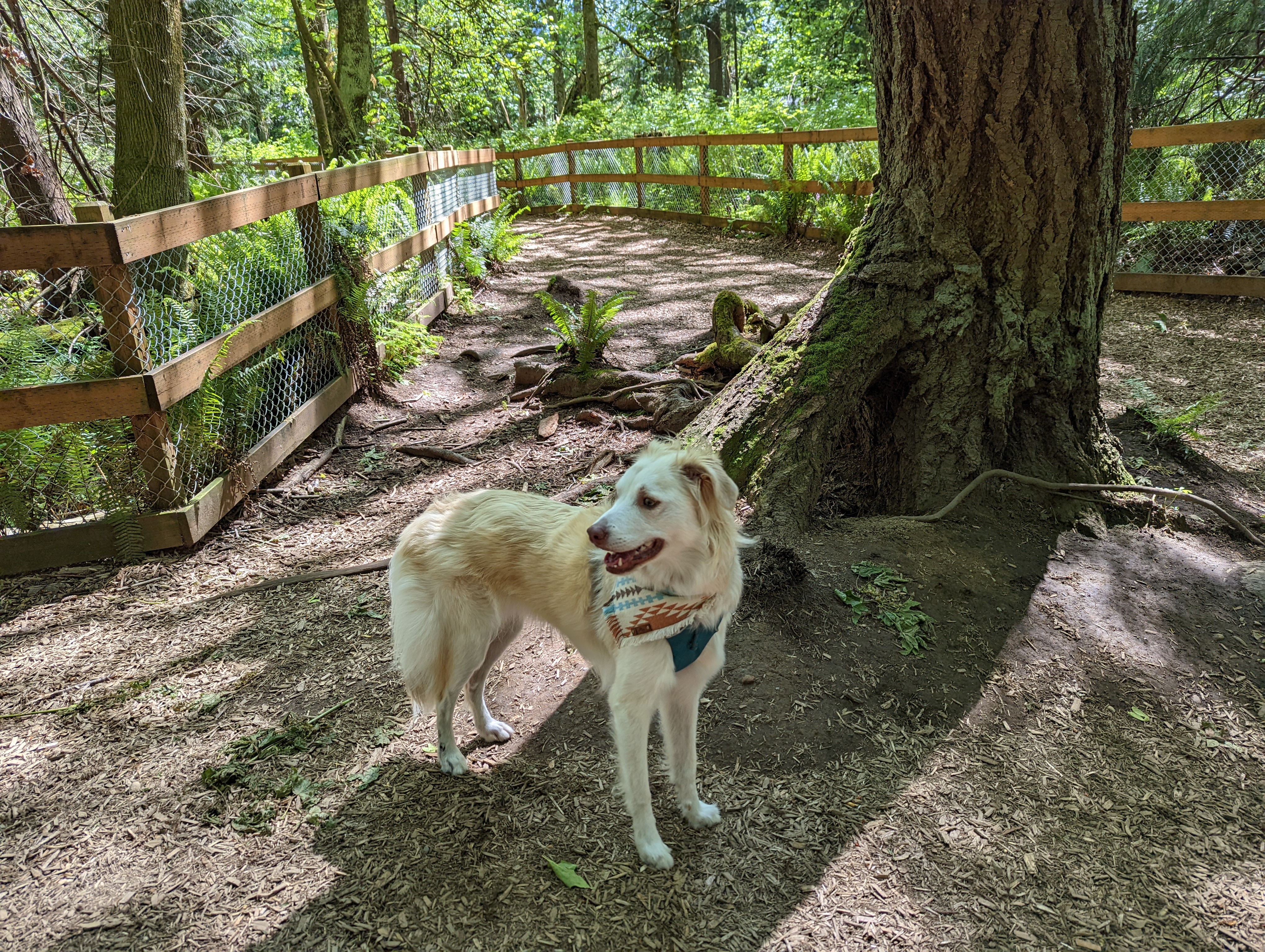 Edith Moulton Off Leash Area