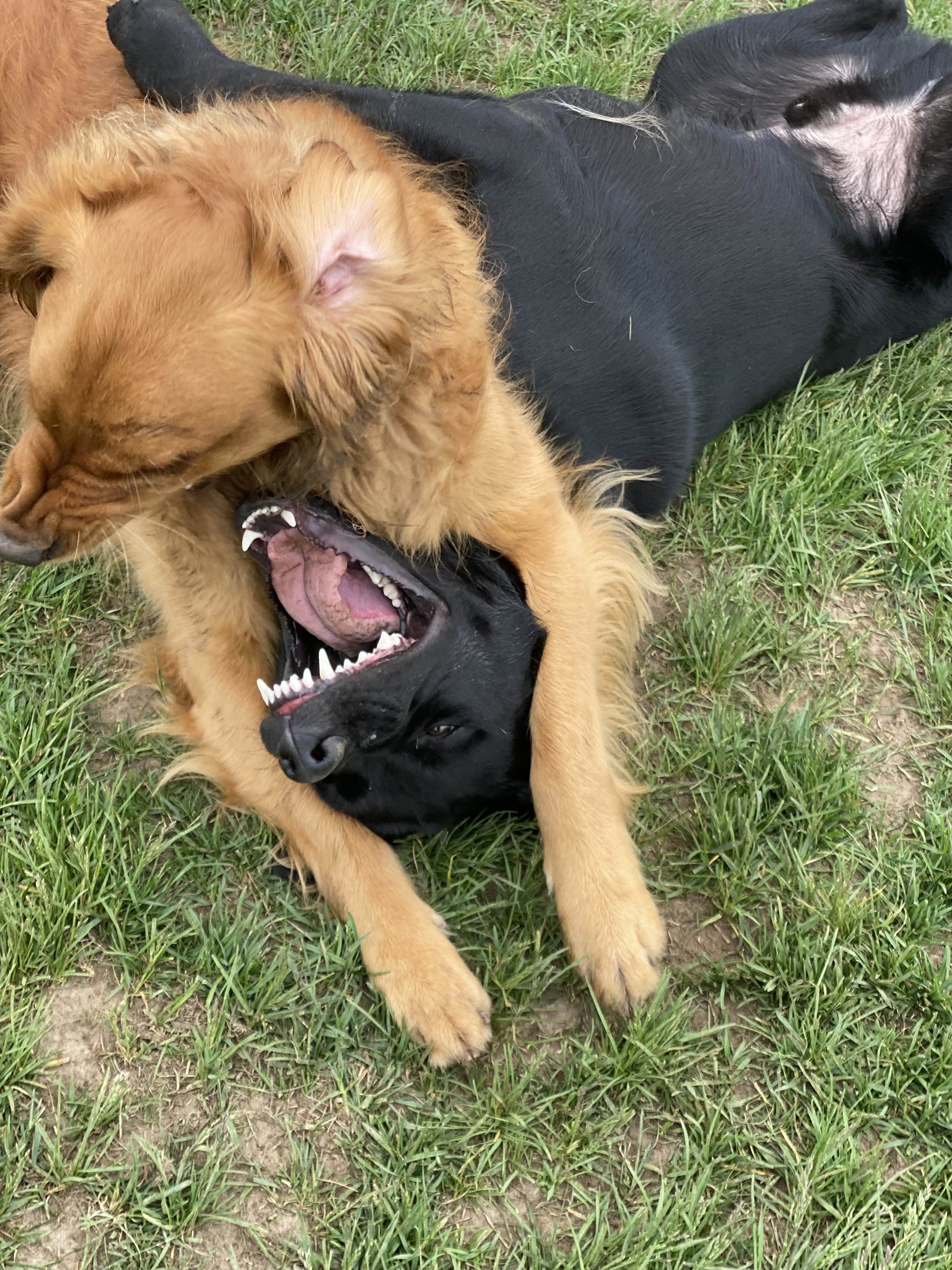 Heritage Pet & Garden