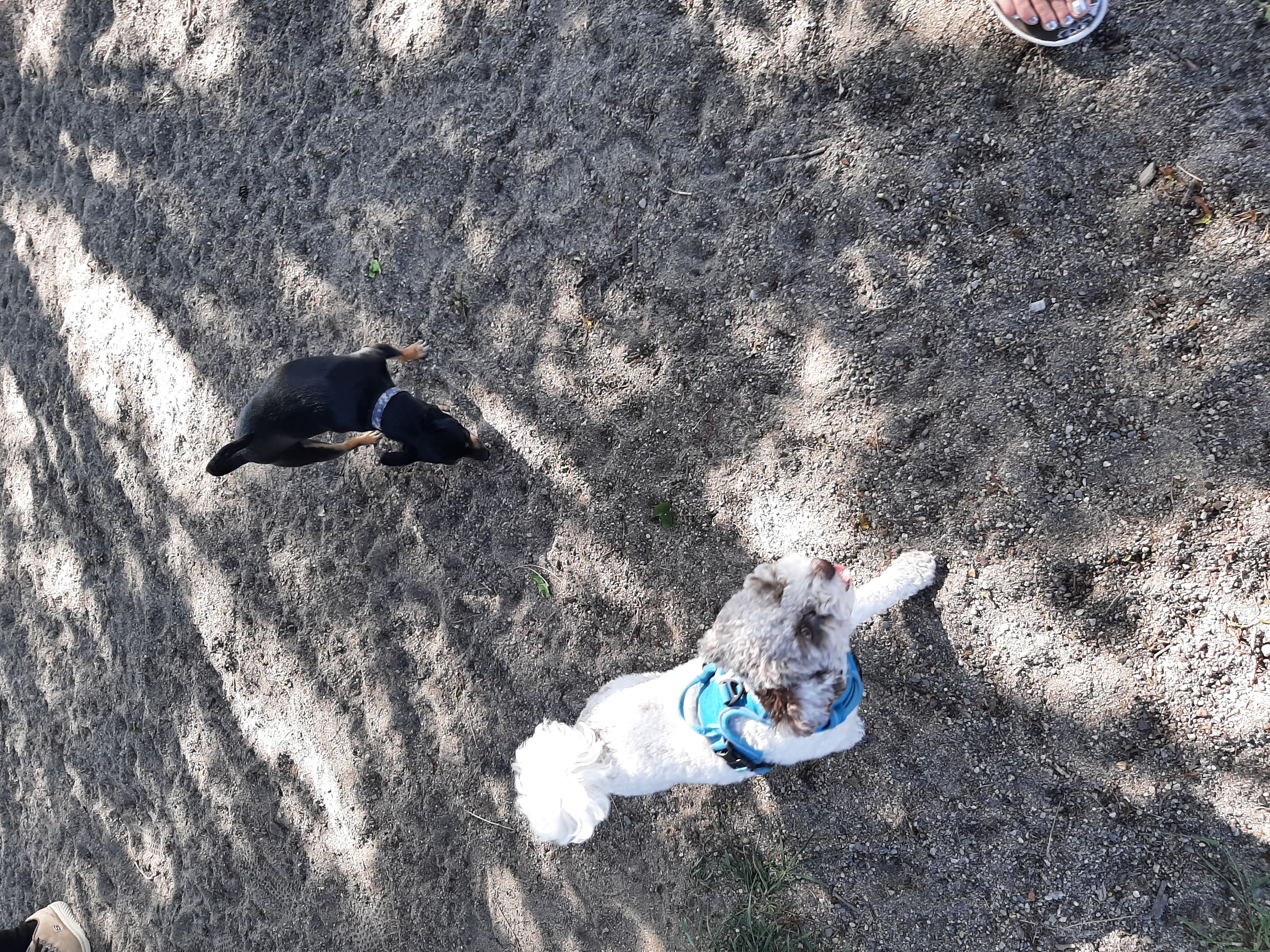 Rutland Recreation Off-Leash Dog Park