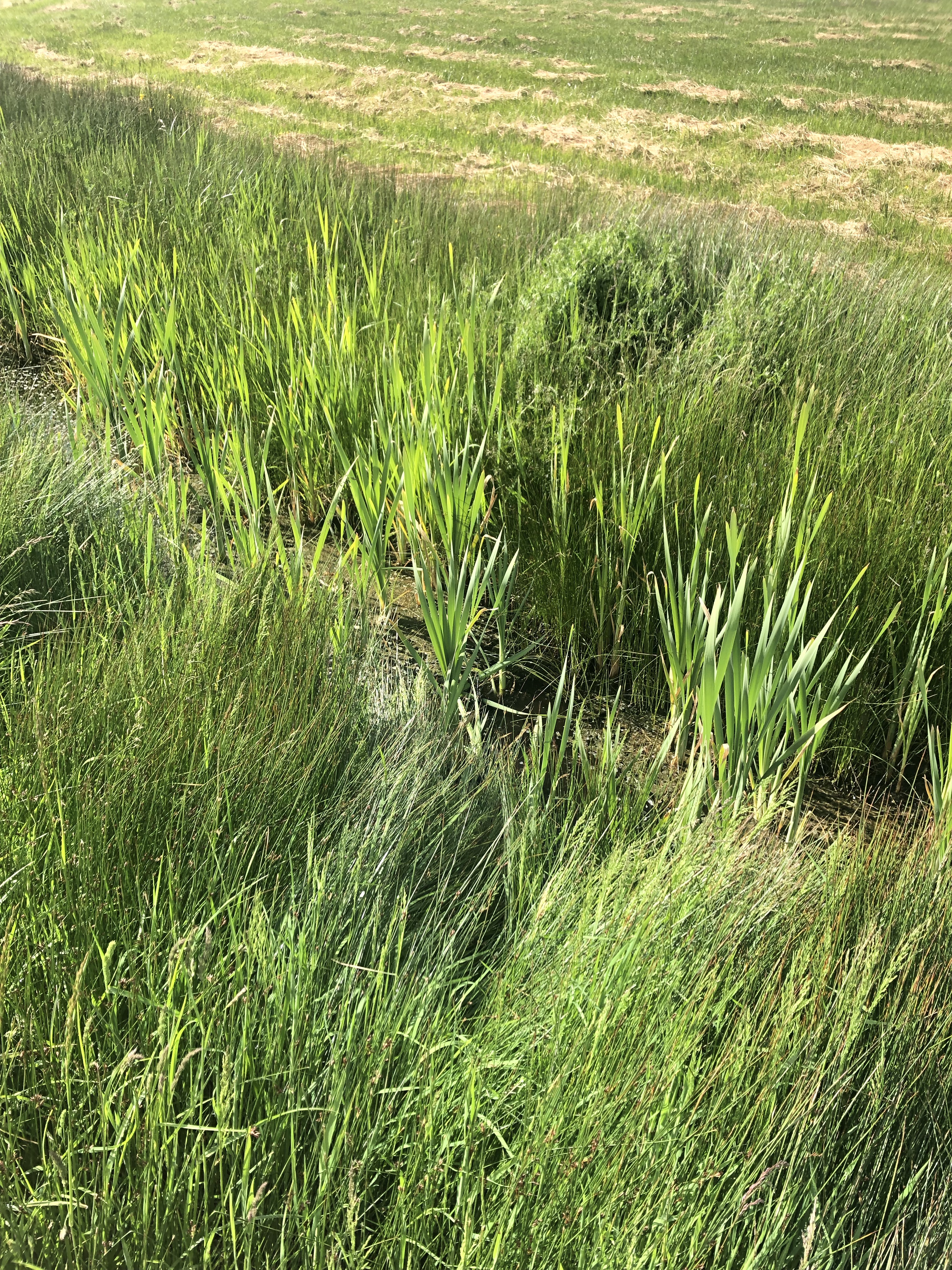 Paterson Park – Off-leash Dog Park