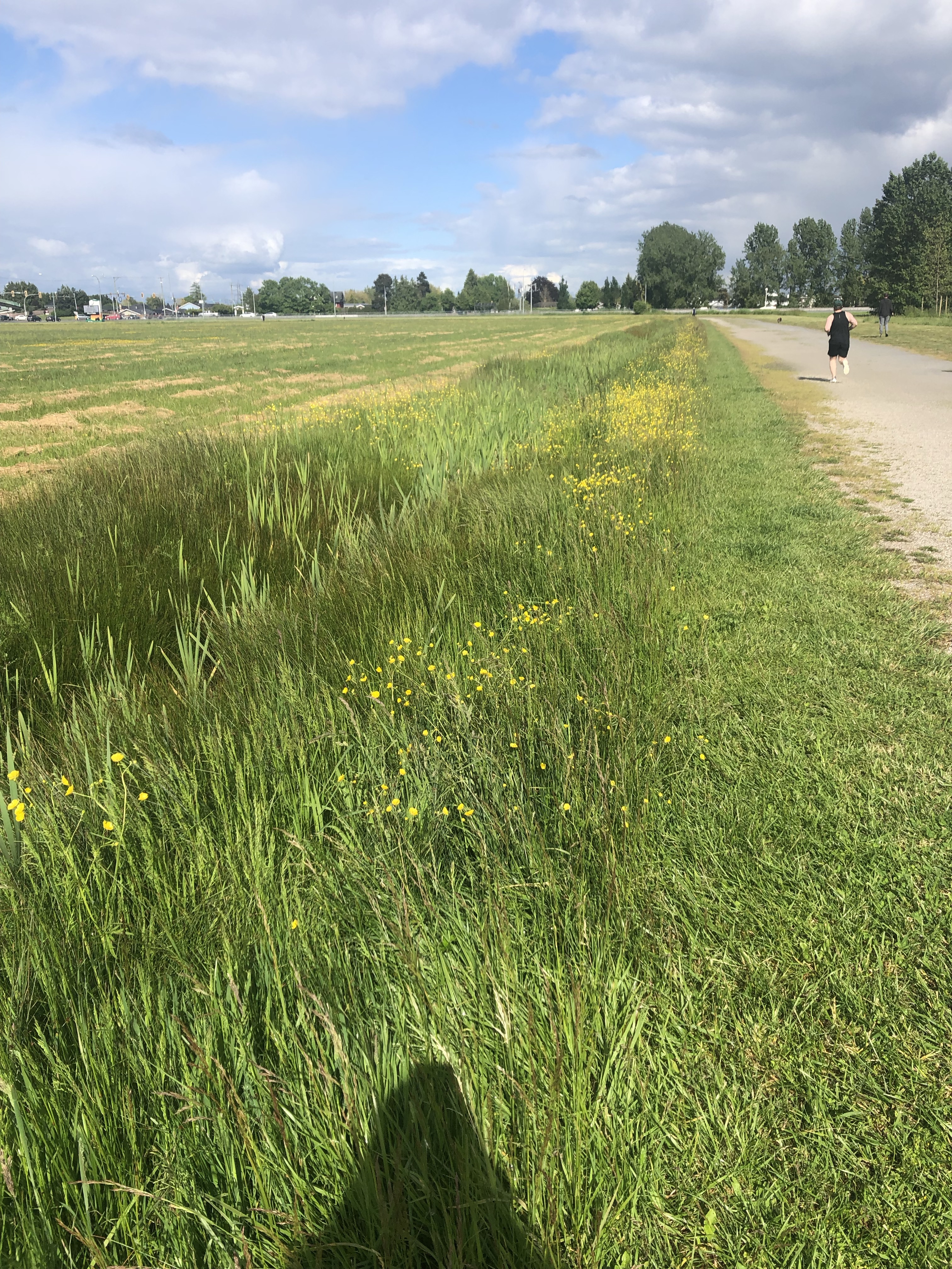 Paterson Park – Off-leash Dog Park