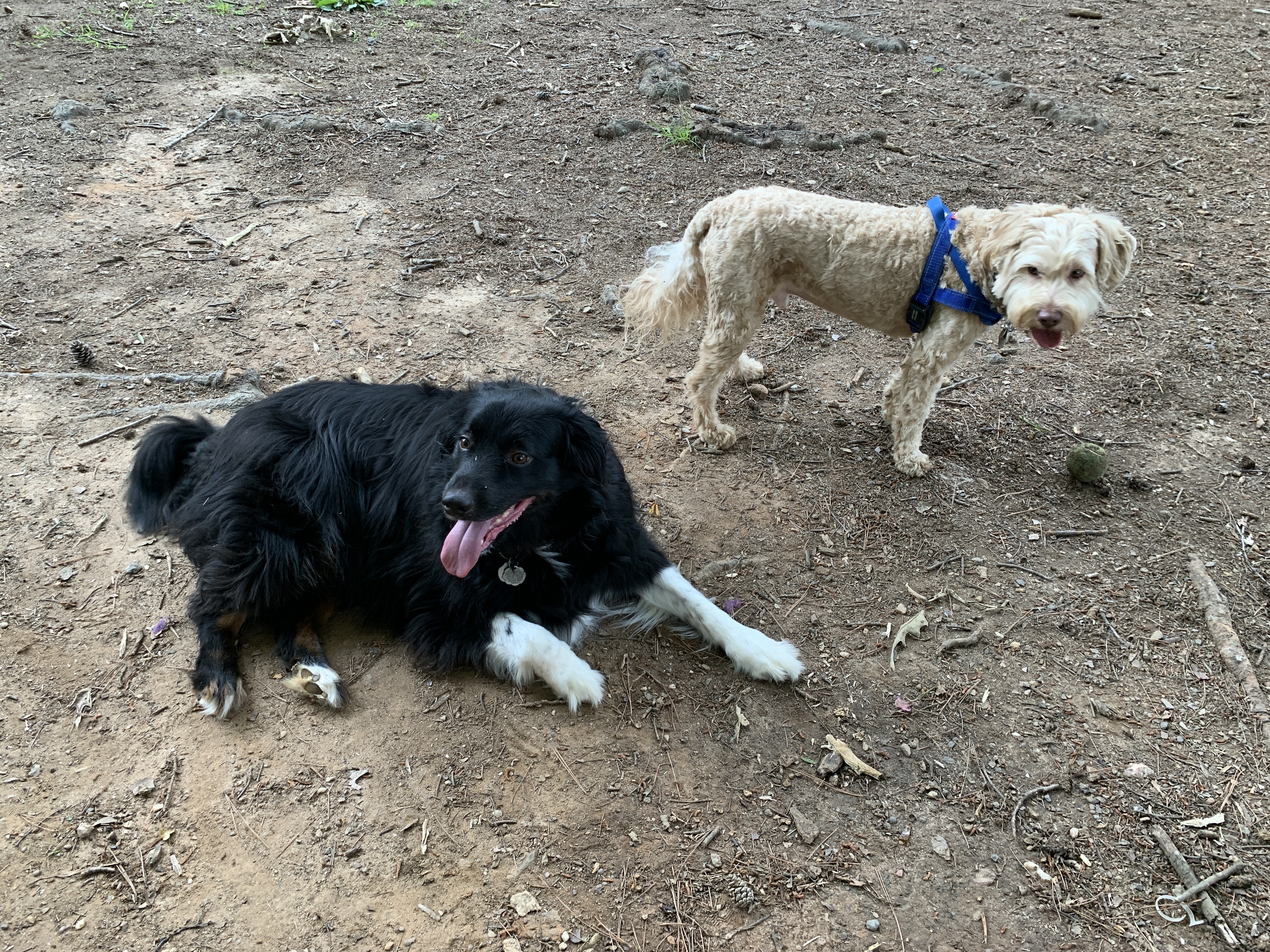 Spencer Park Dog Park