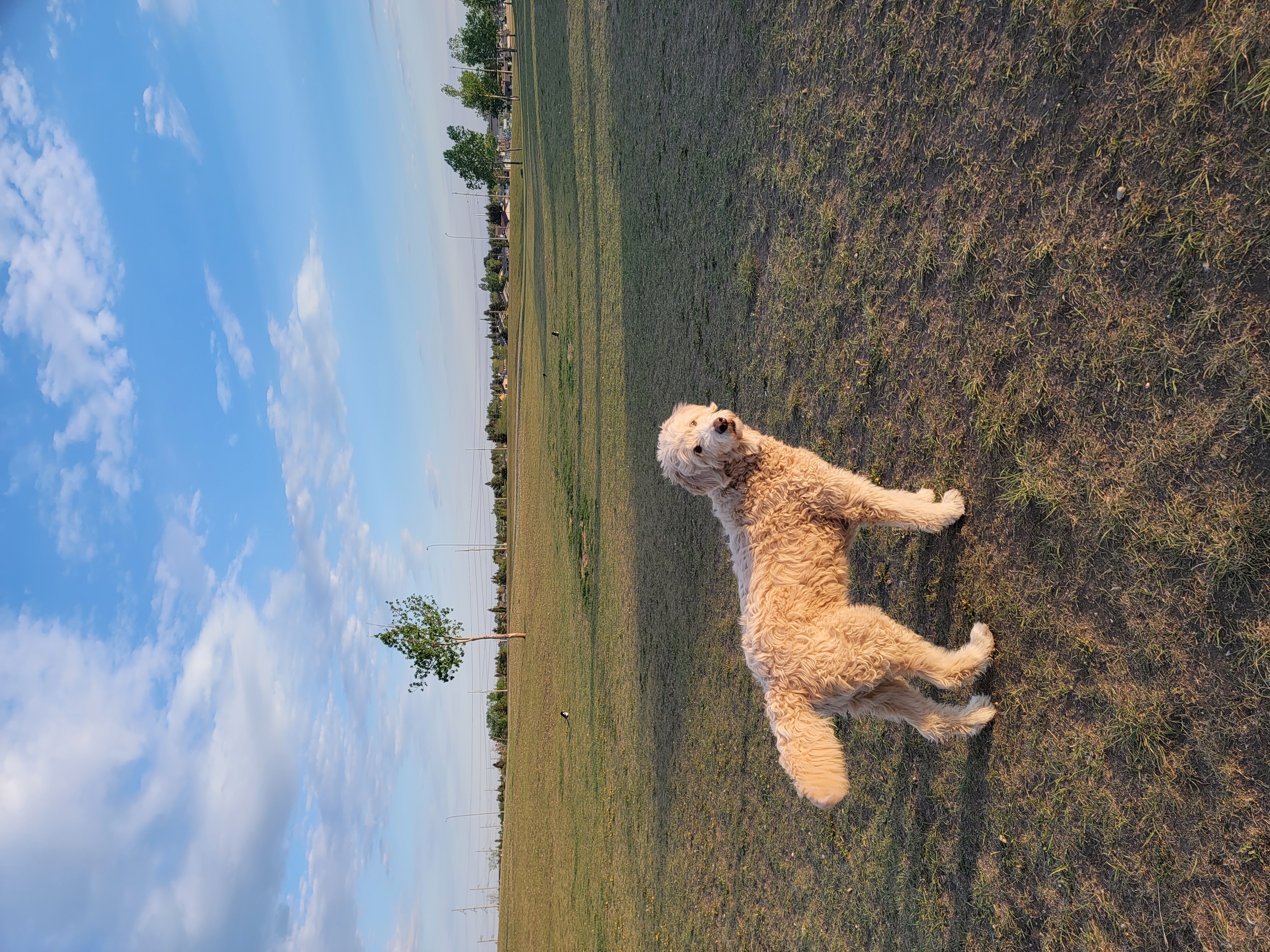 Mcknight/Falconridge Dog Park