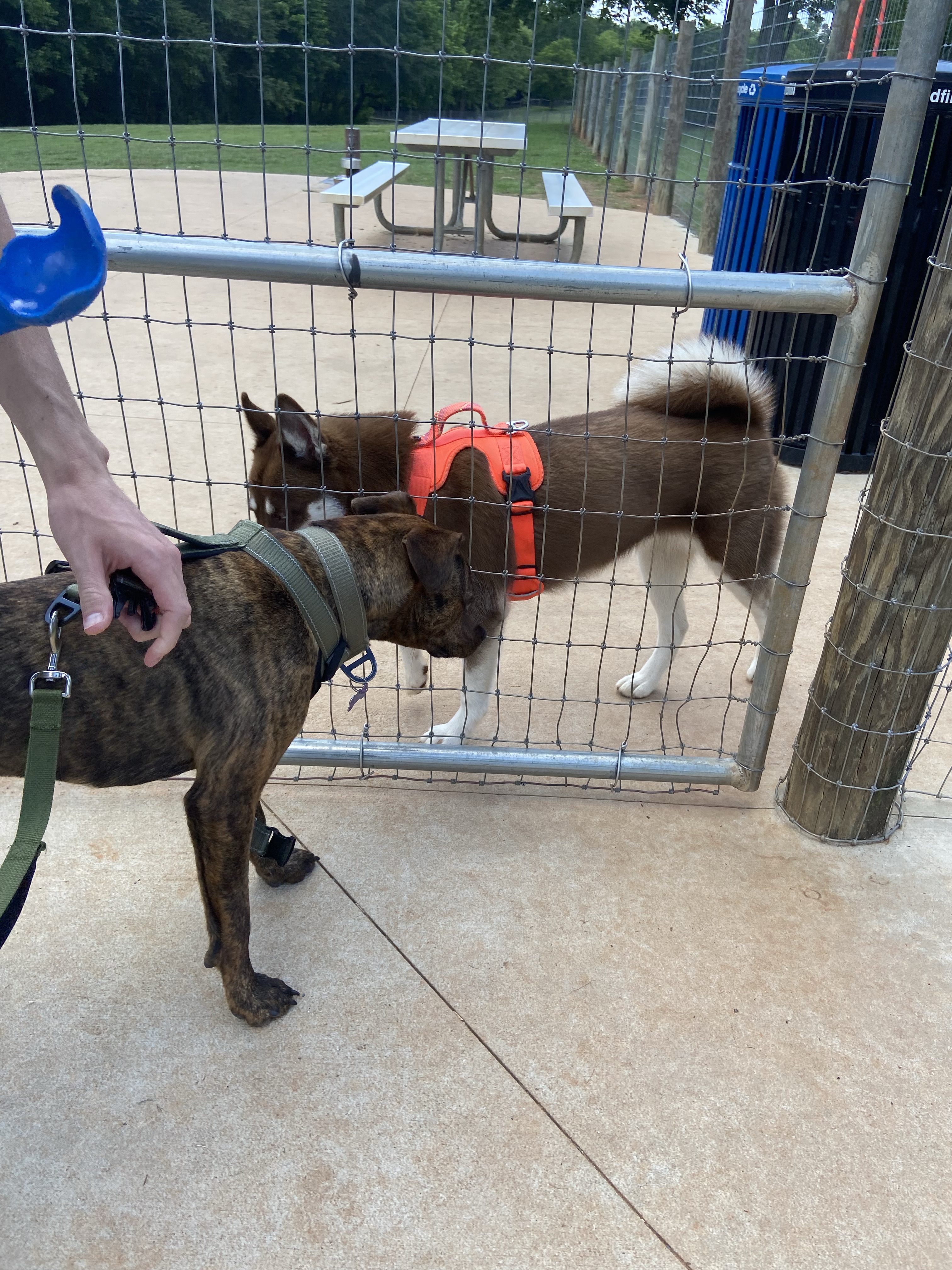 Sandy Creek Public Dog Park