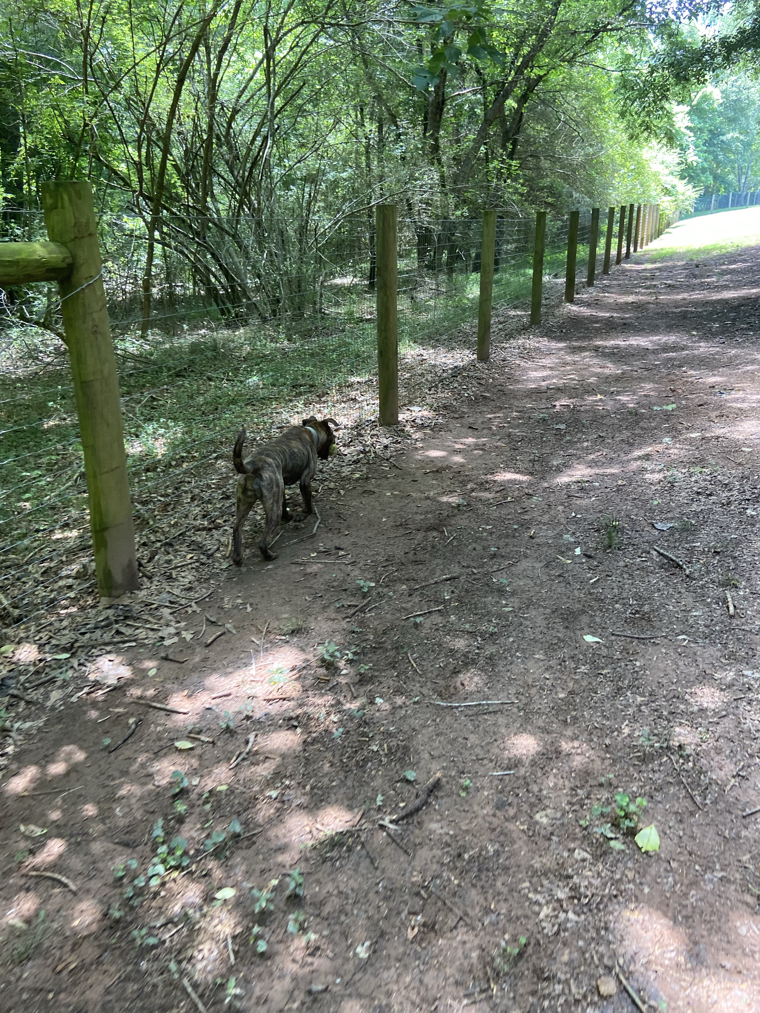 Sandy Creek Public Dog Park