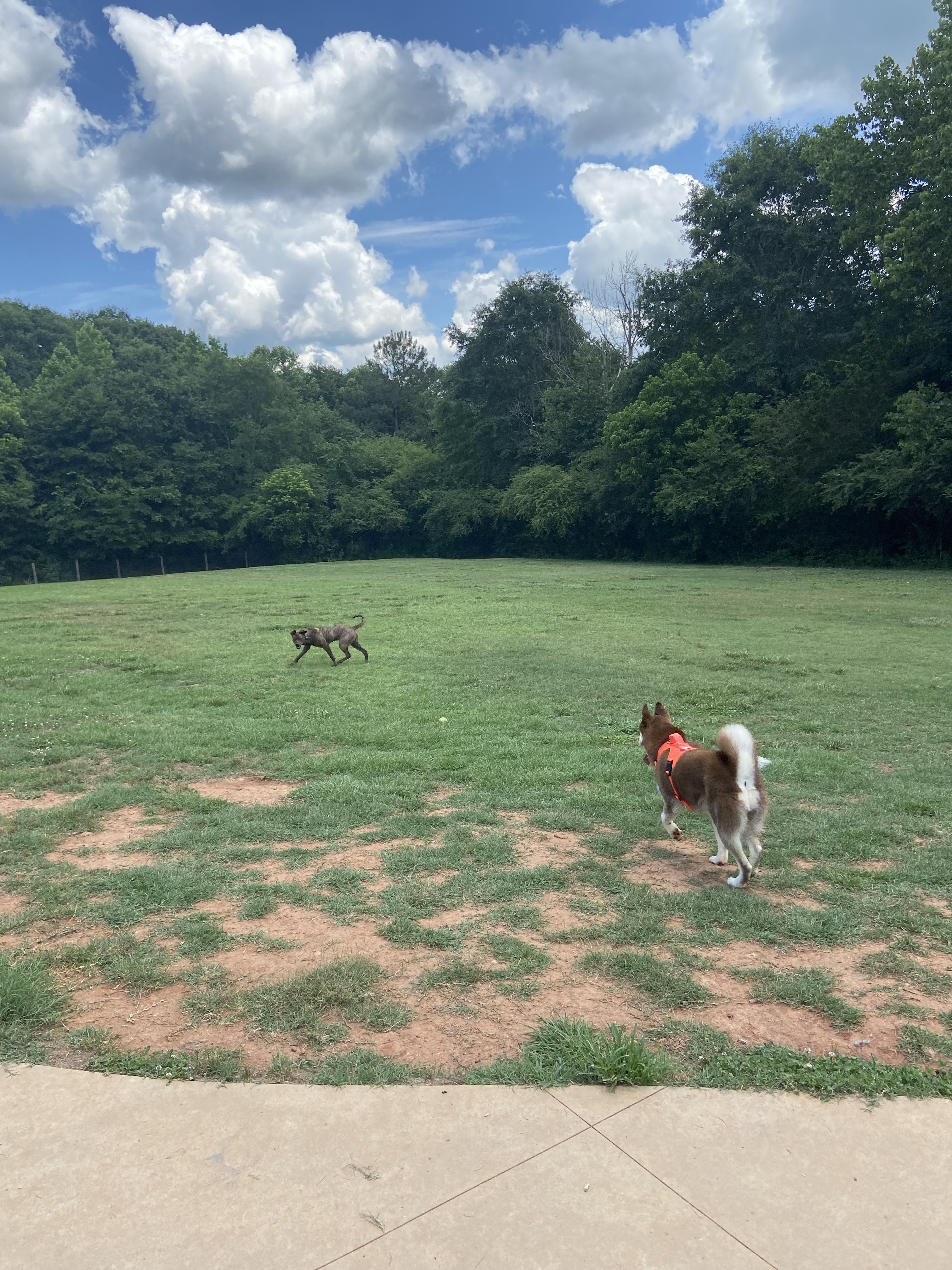 Sandy Creek Public Dog Park