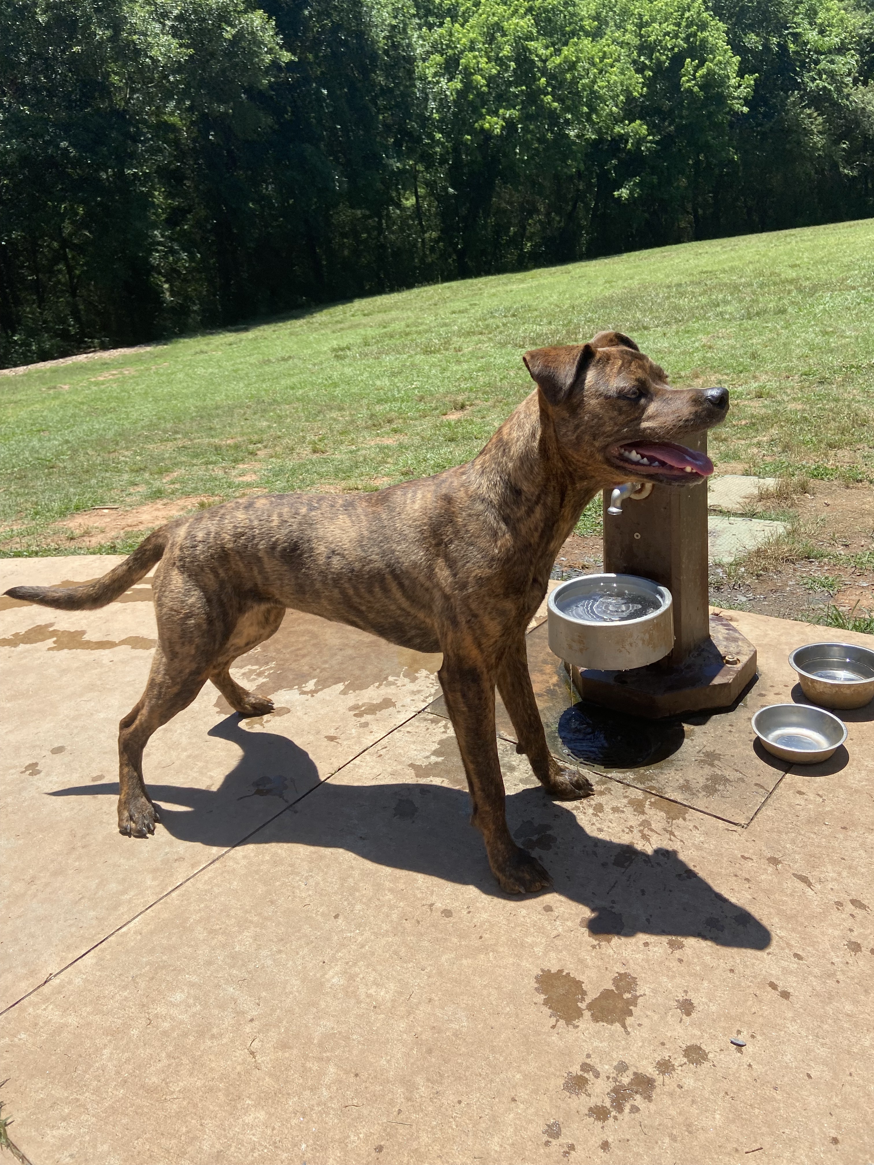Sandy Creek Public Dog Park