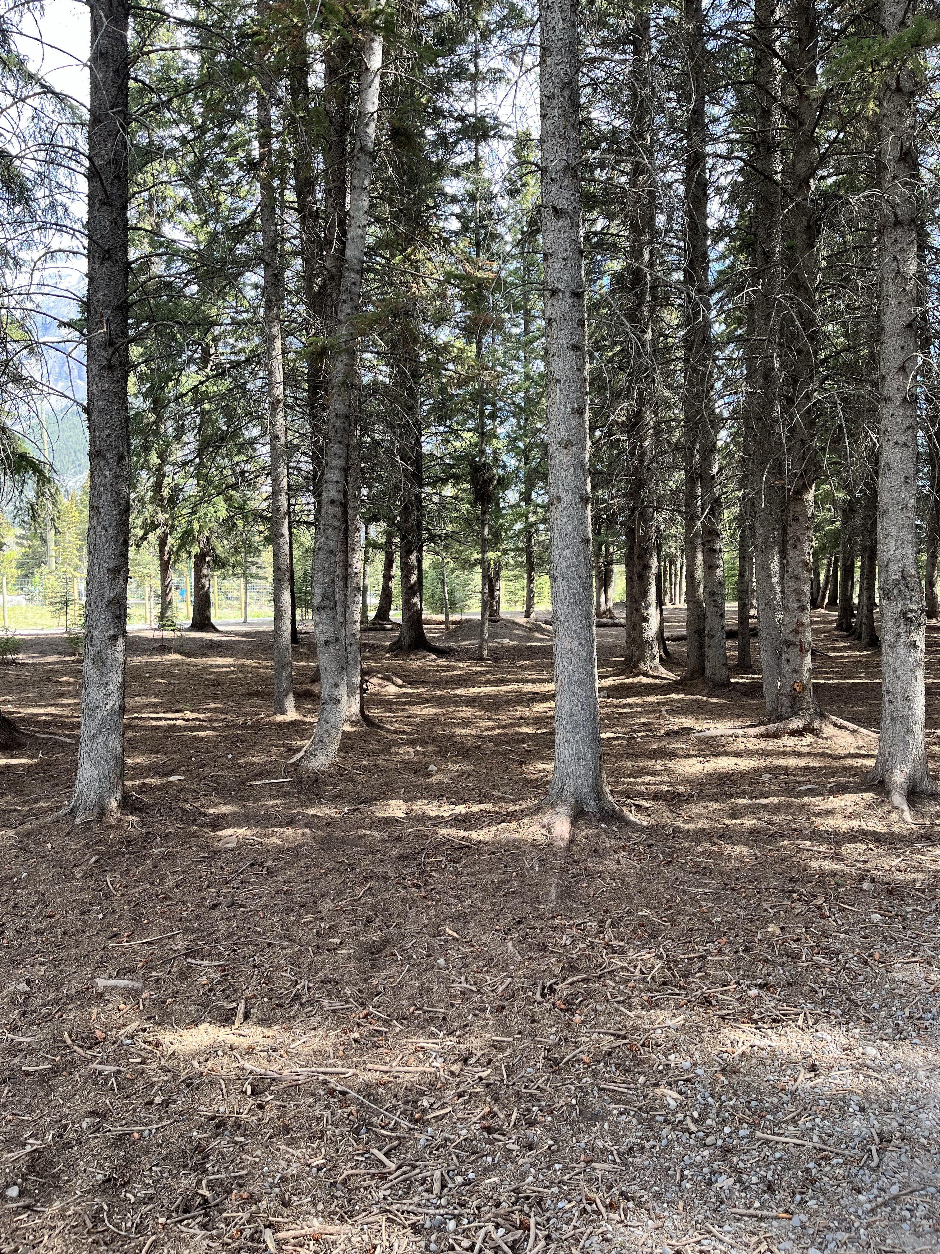 Banff Off-Leash Dog Park