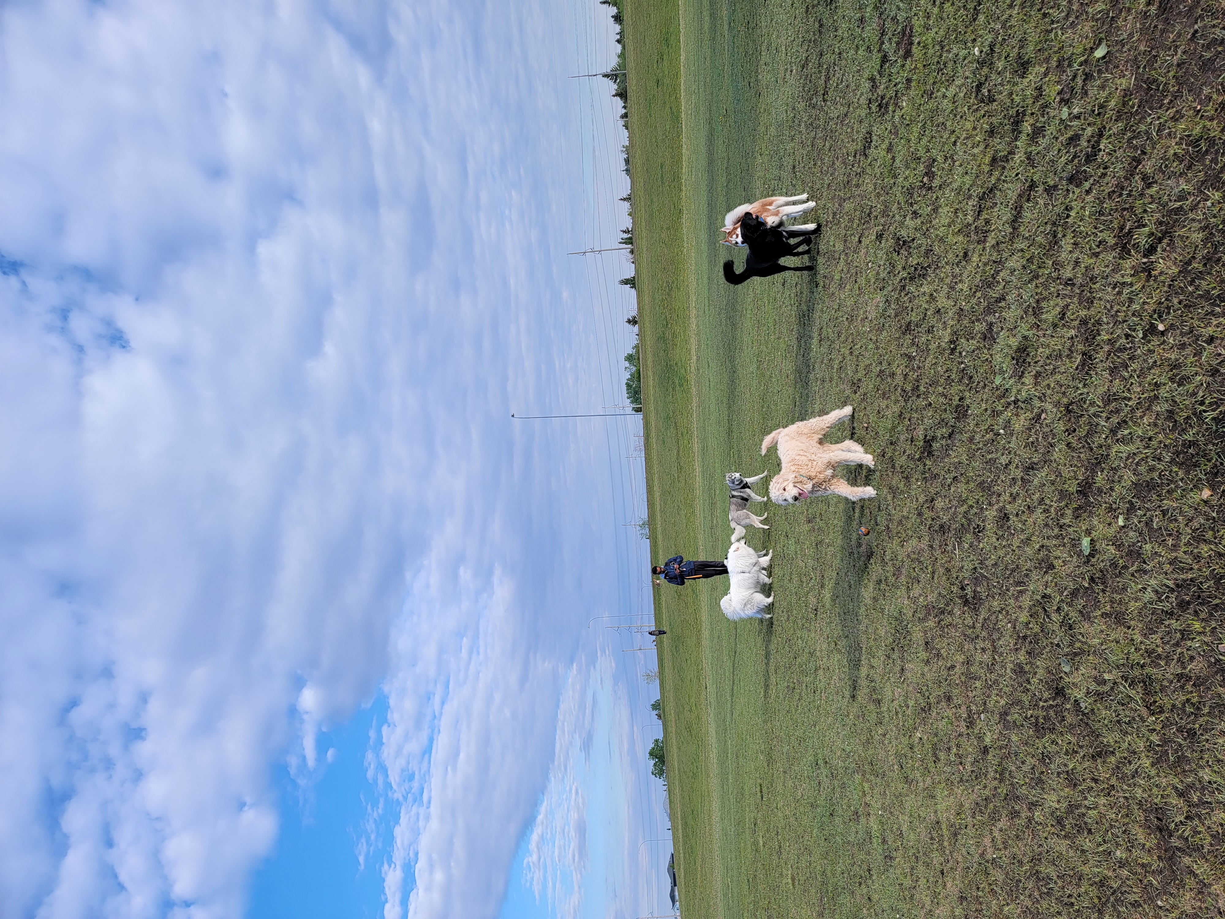 Mcknight/Falconridge Dog Park