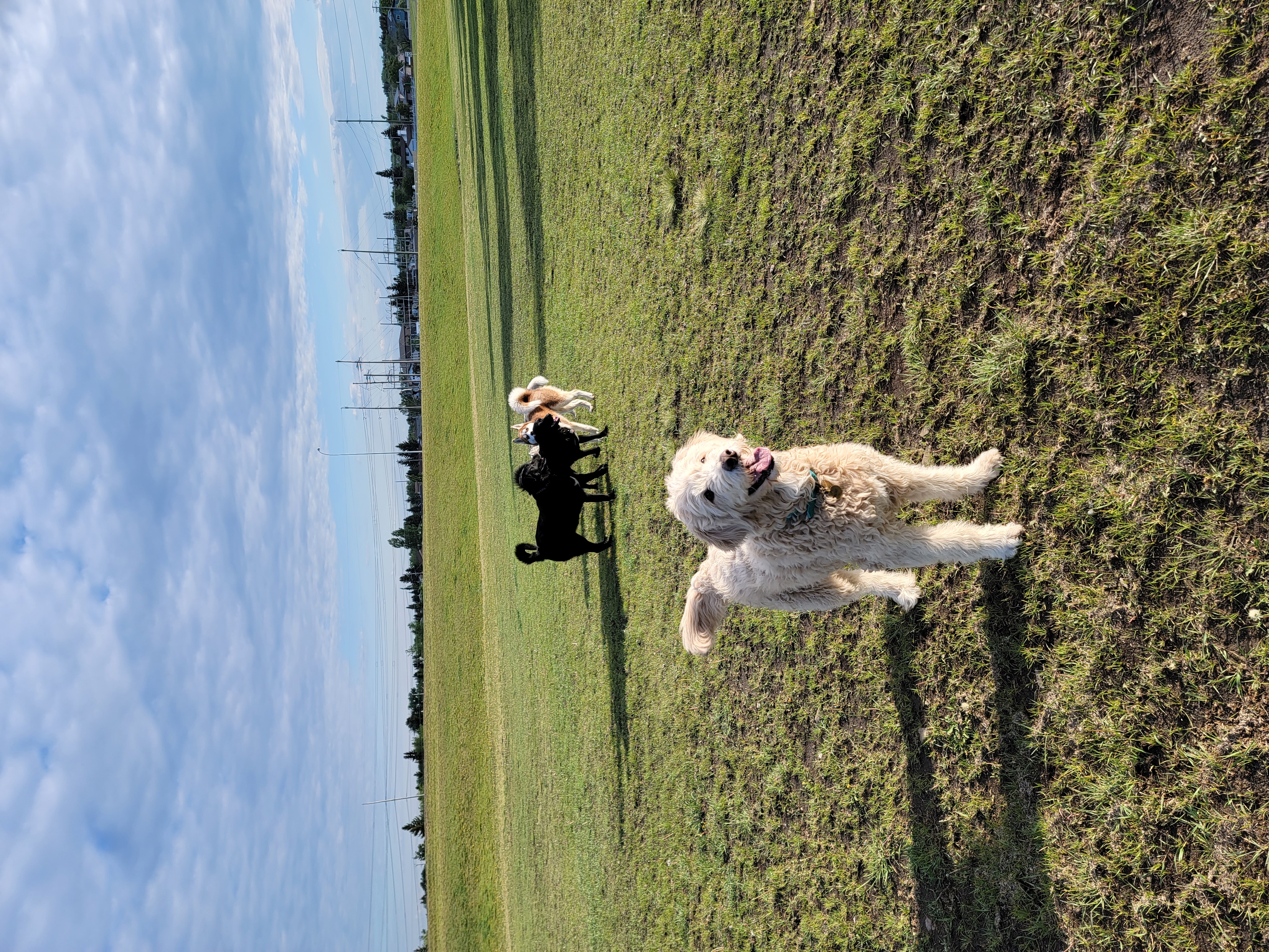 Mcknight/Falconridge Dog Park