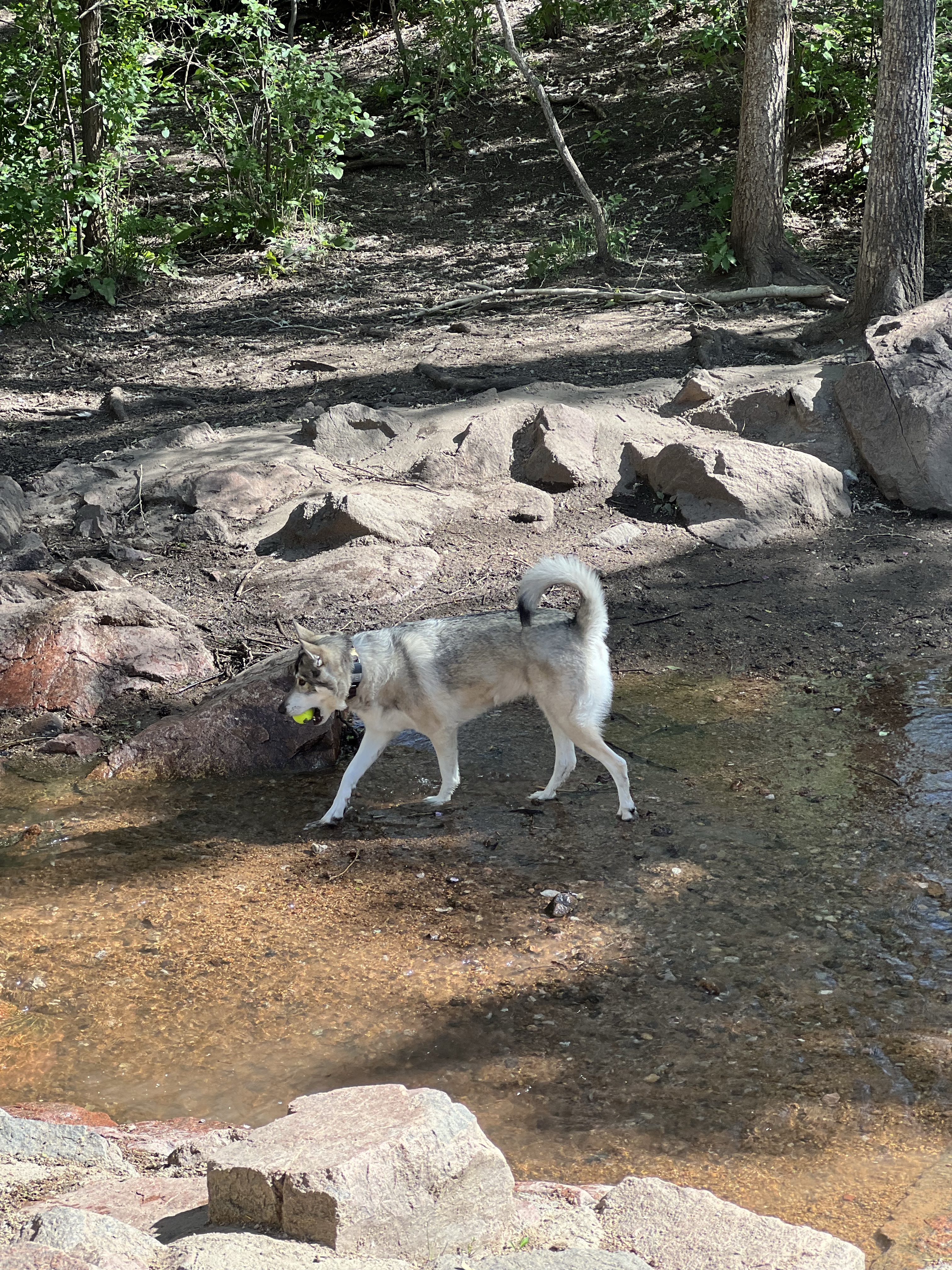 Bear Creek Dog Park