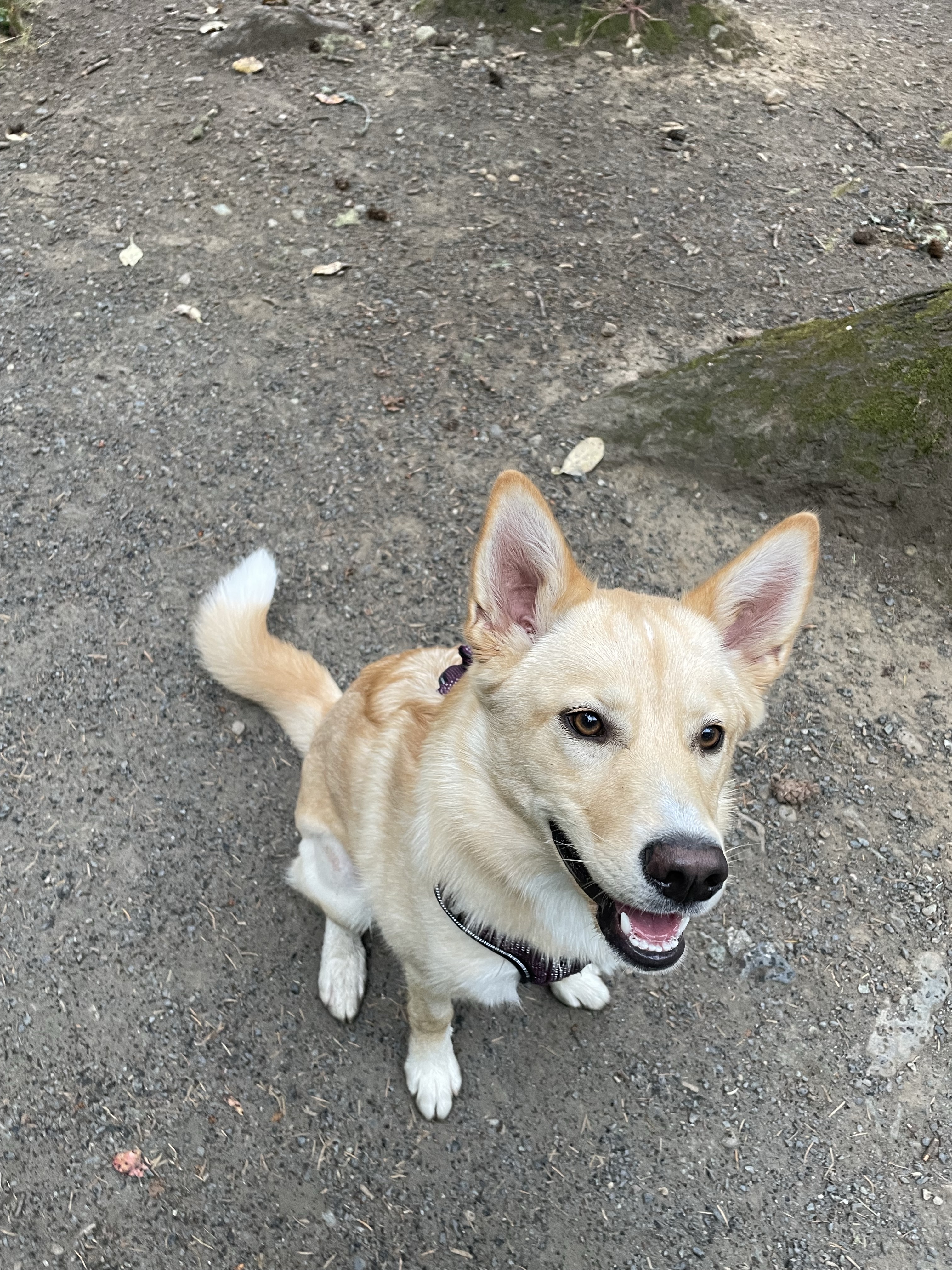Thetis Lake Dog Beach