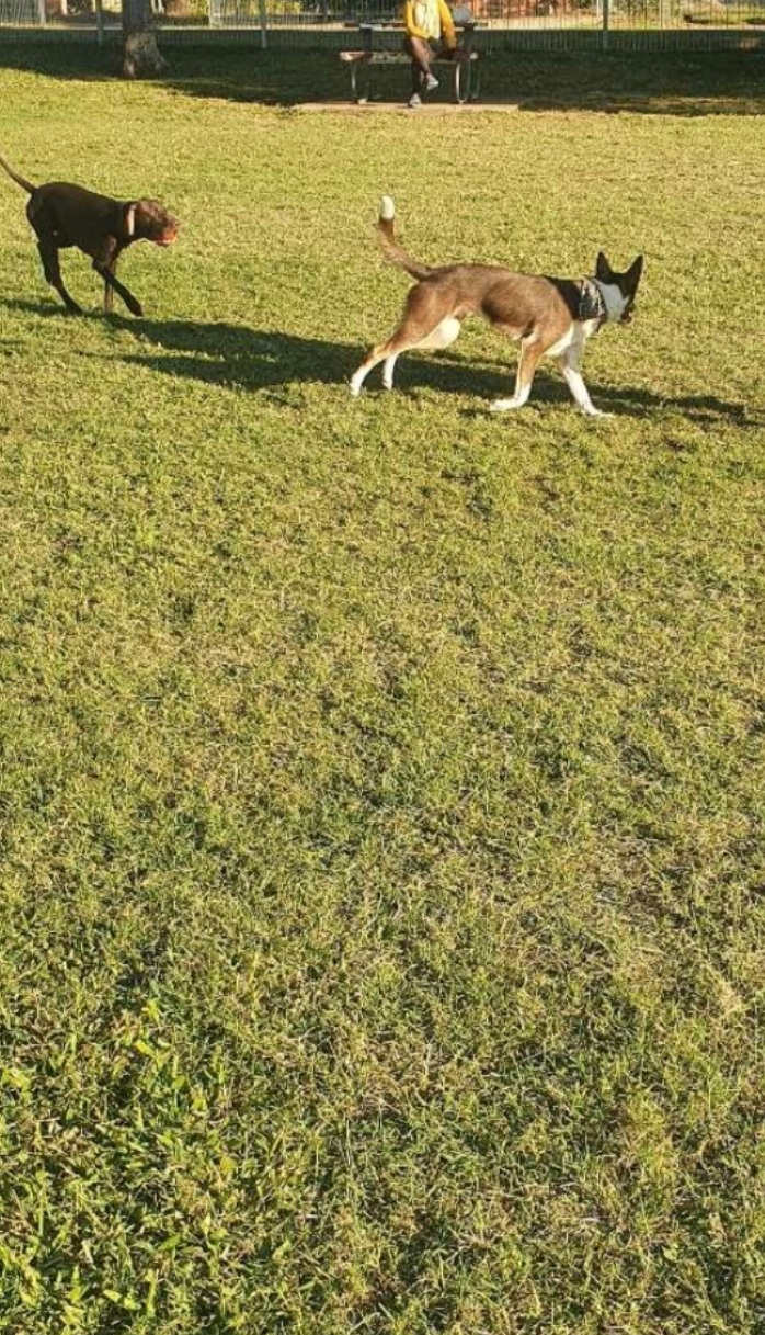 Lissner Fenced Dog Park