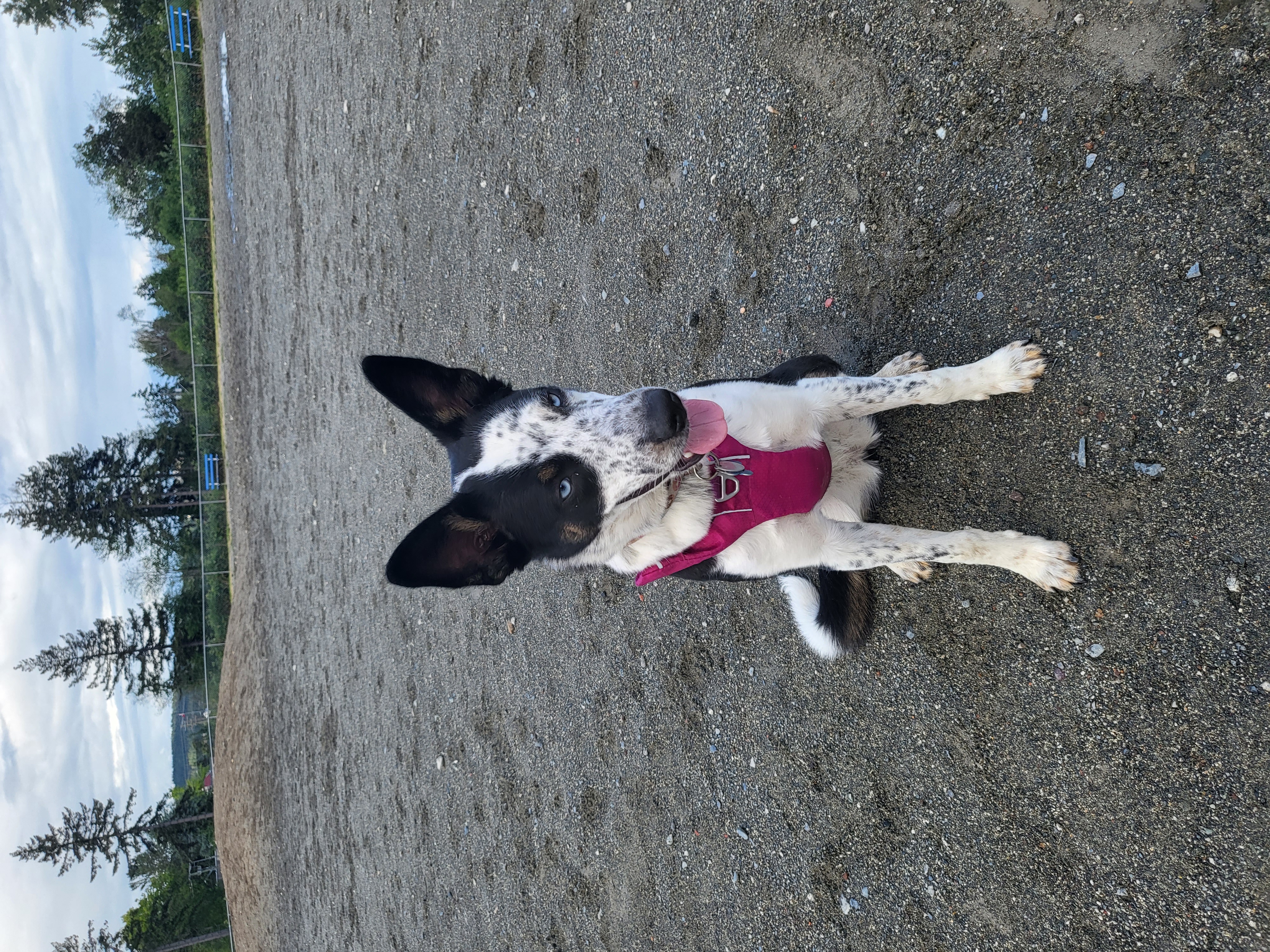 Beban Park Off-Leash Dog Park